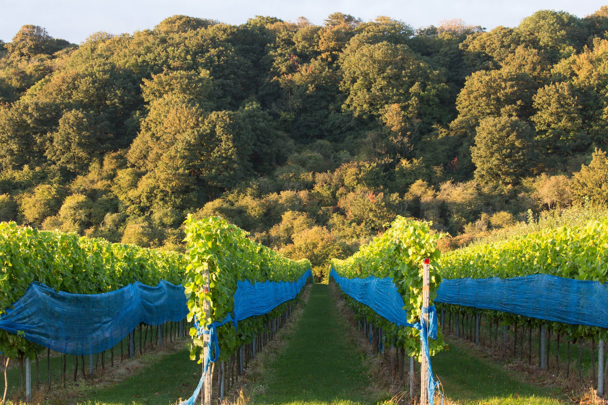 Vines Covered in Netting