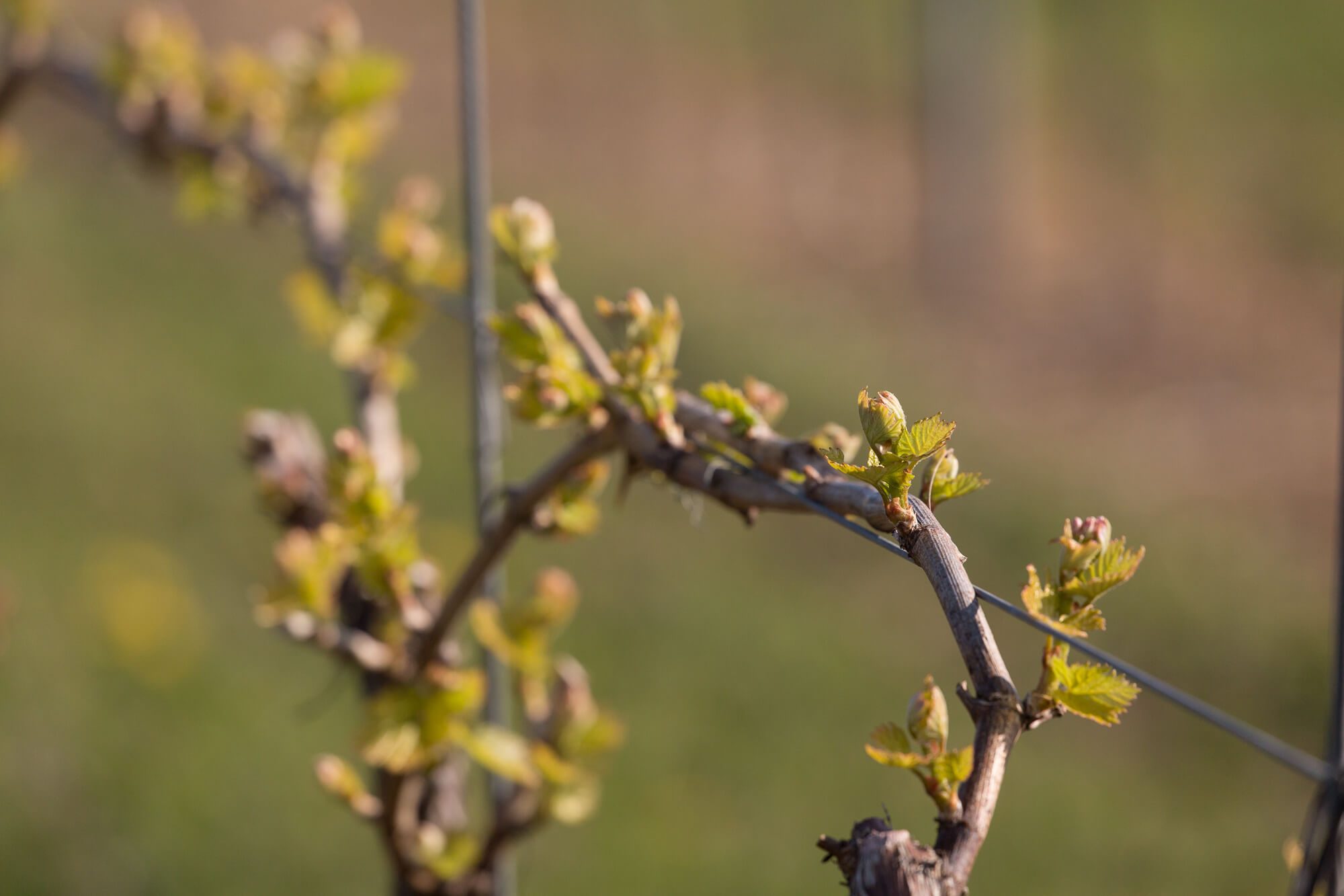 Vines Curling Round Wire