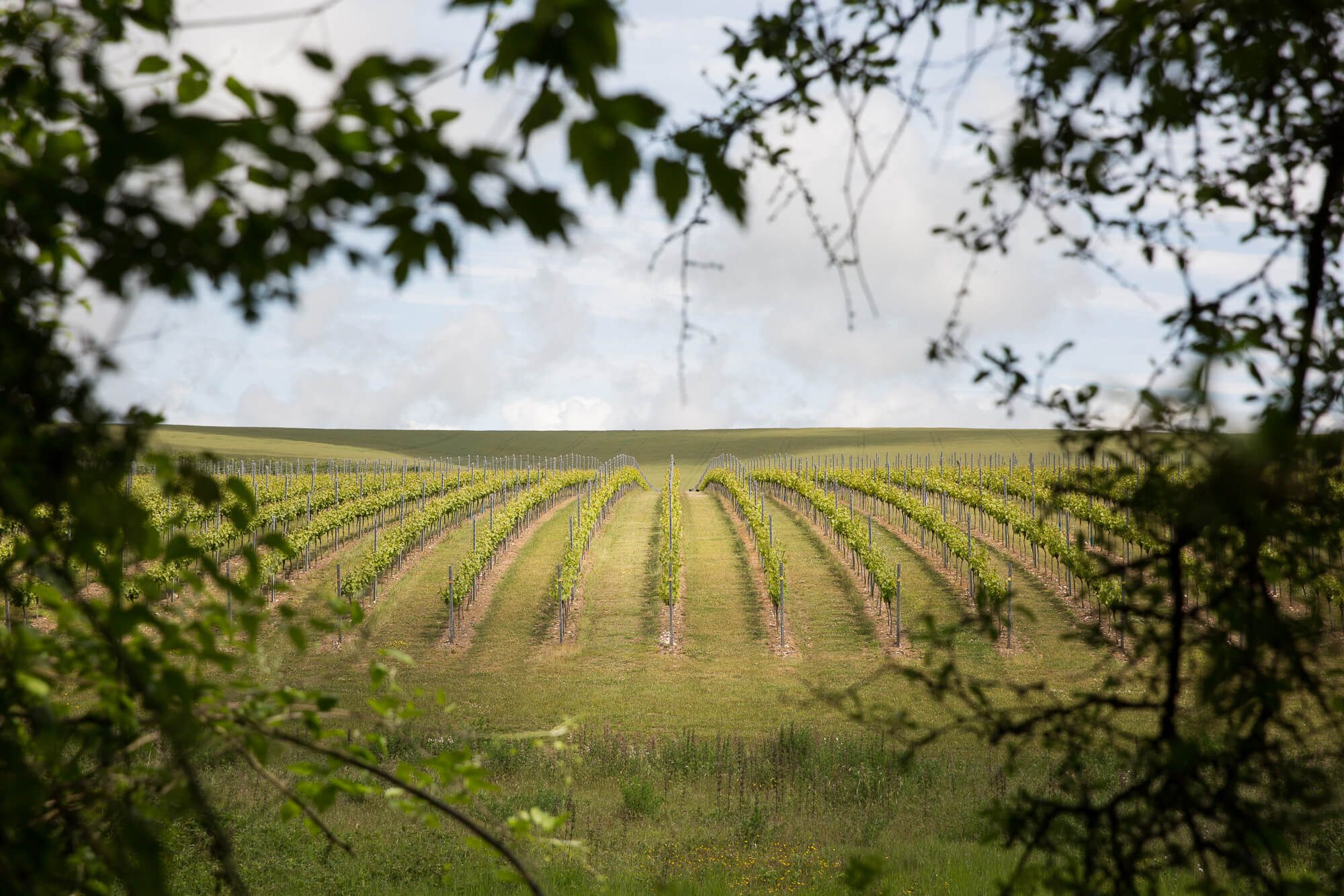 Vines