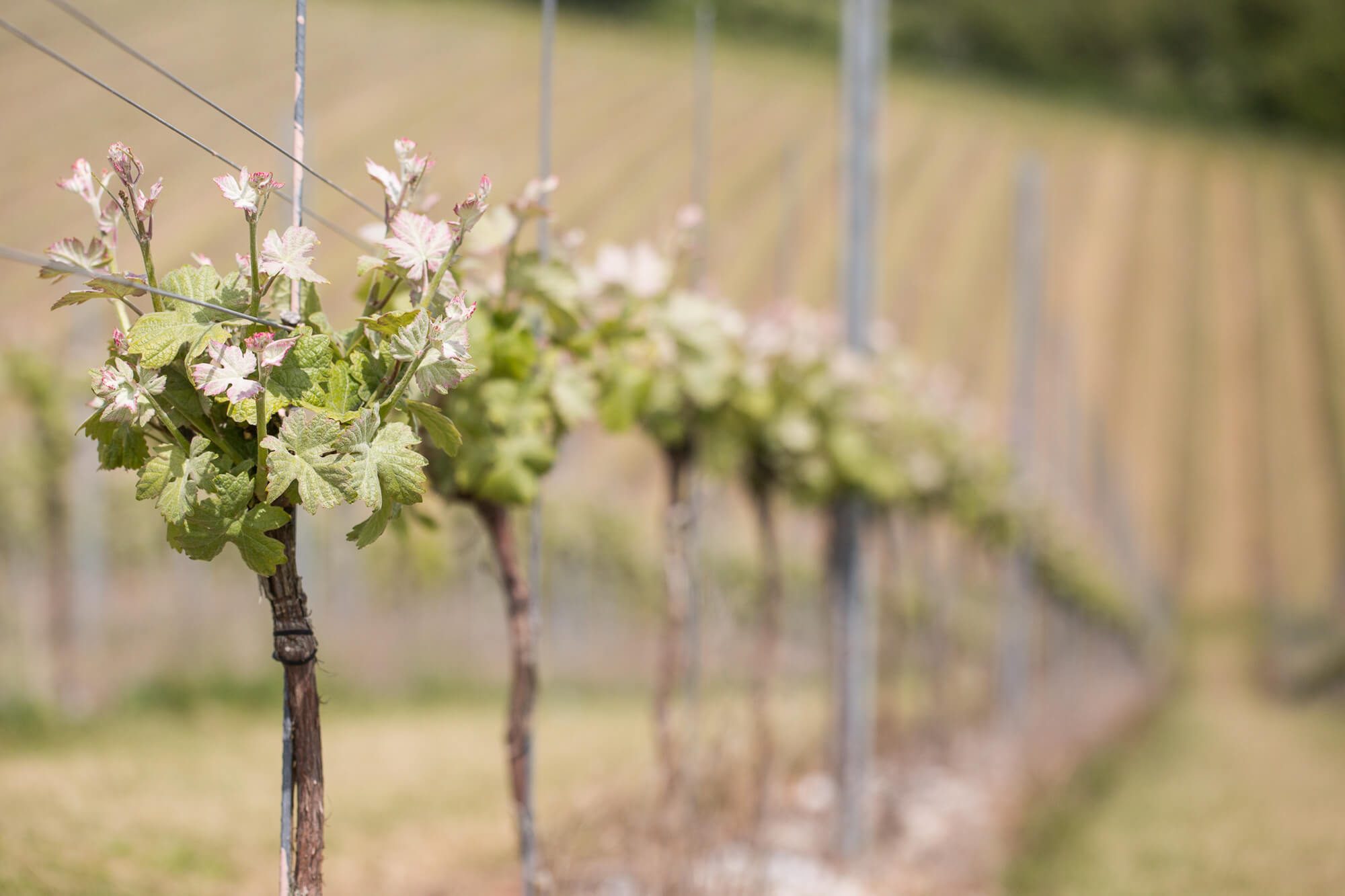 Vines