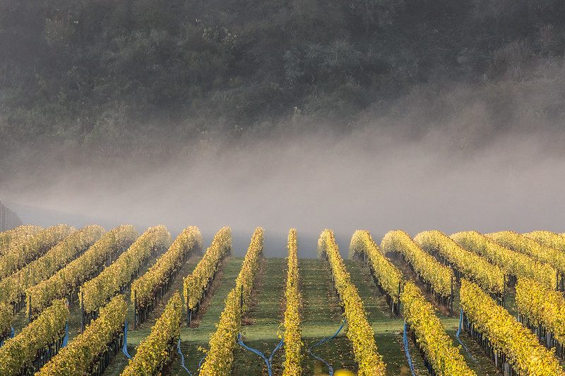 Vines and fog