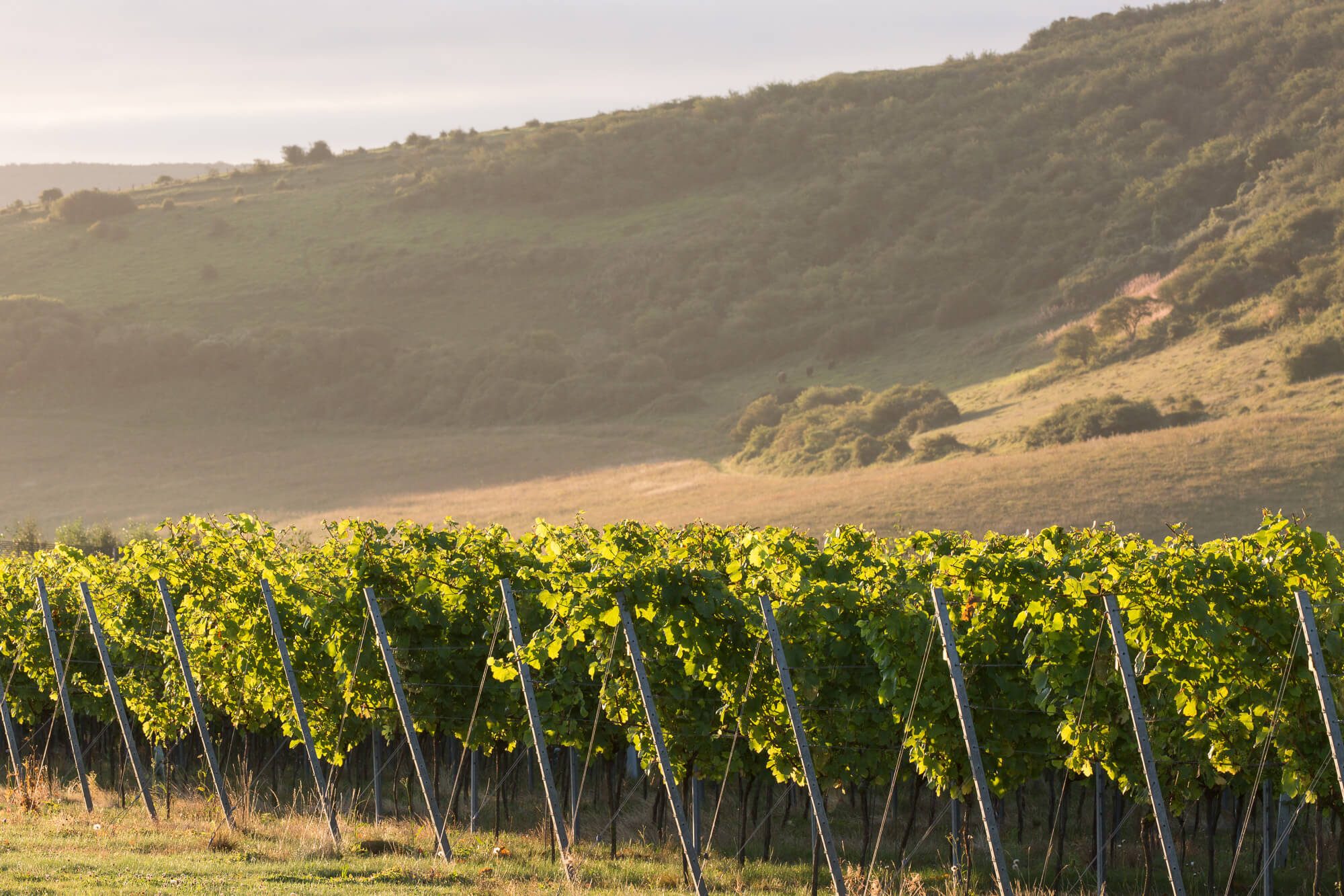 Vines