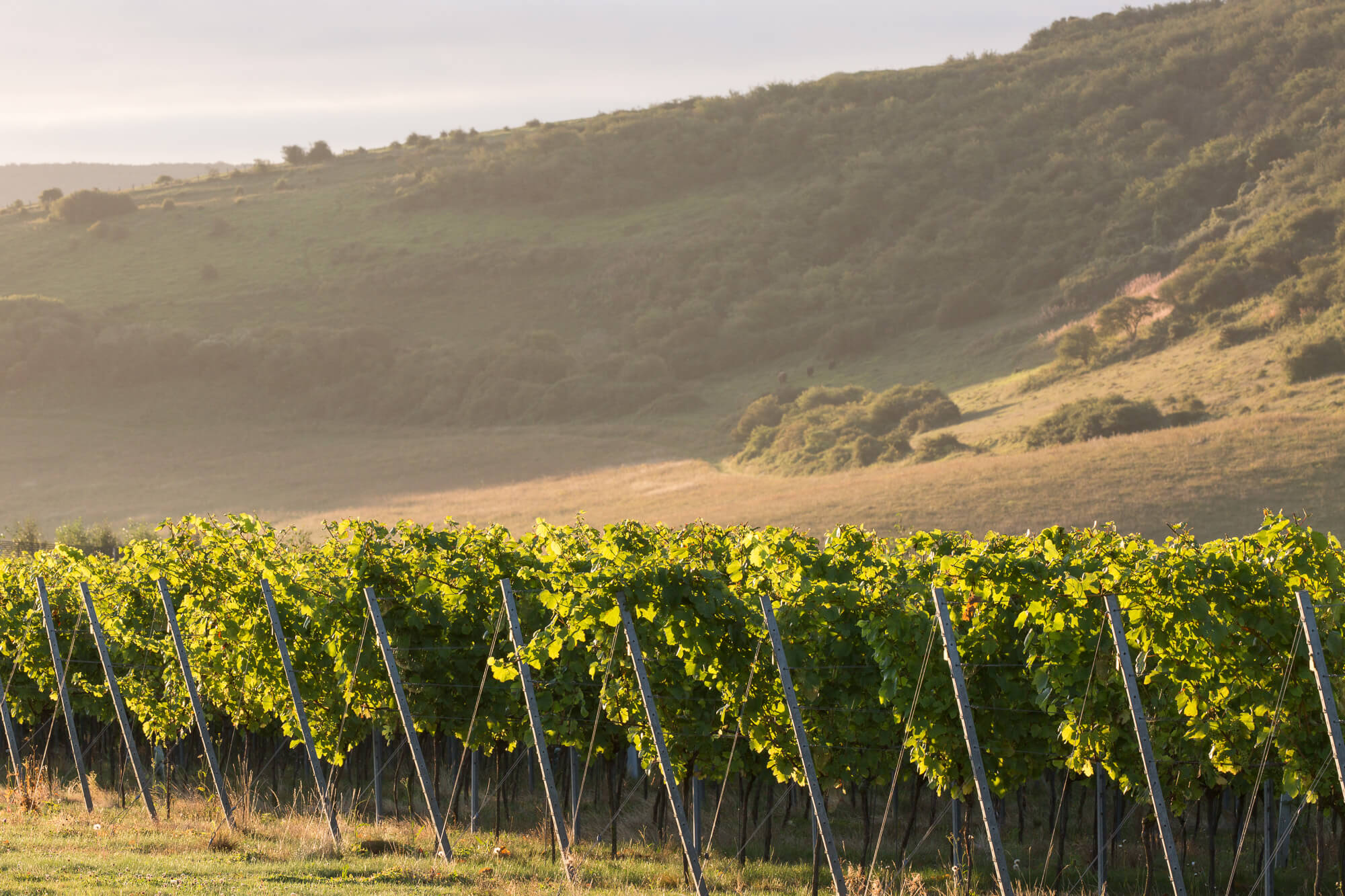 Vines