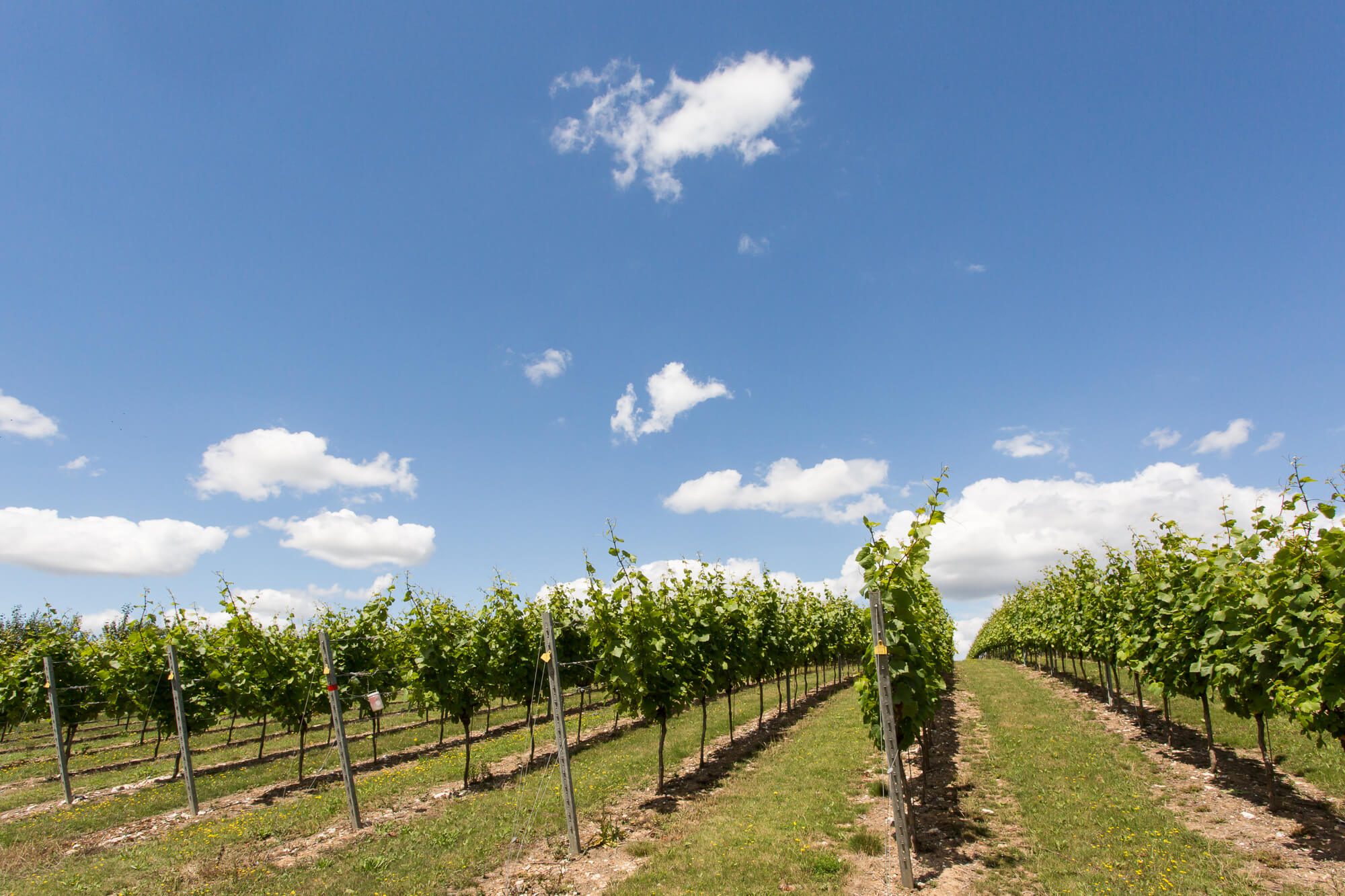 Vines and Blue Sky