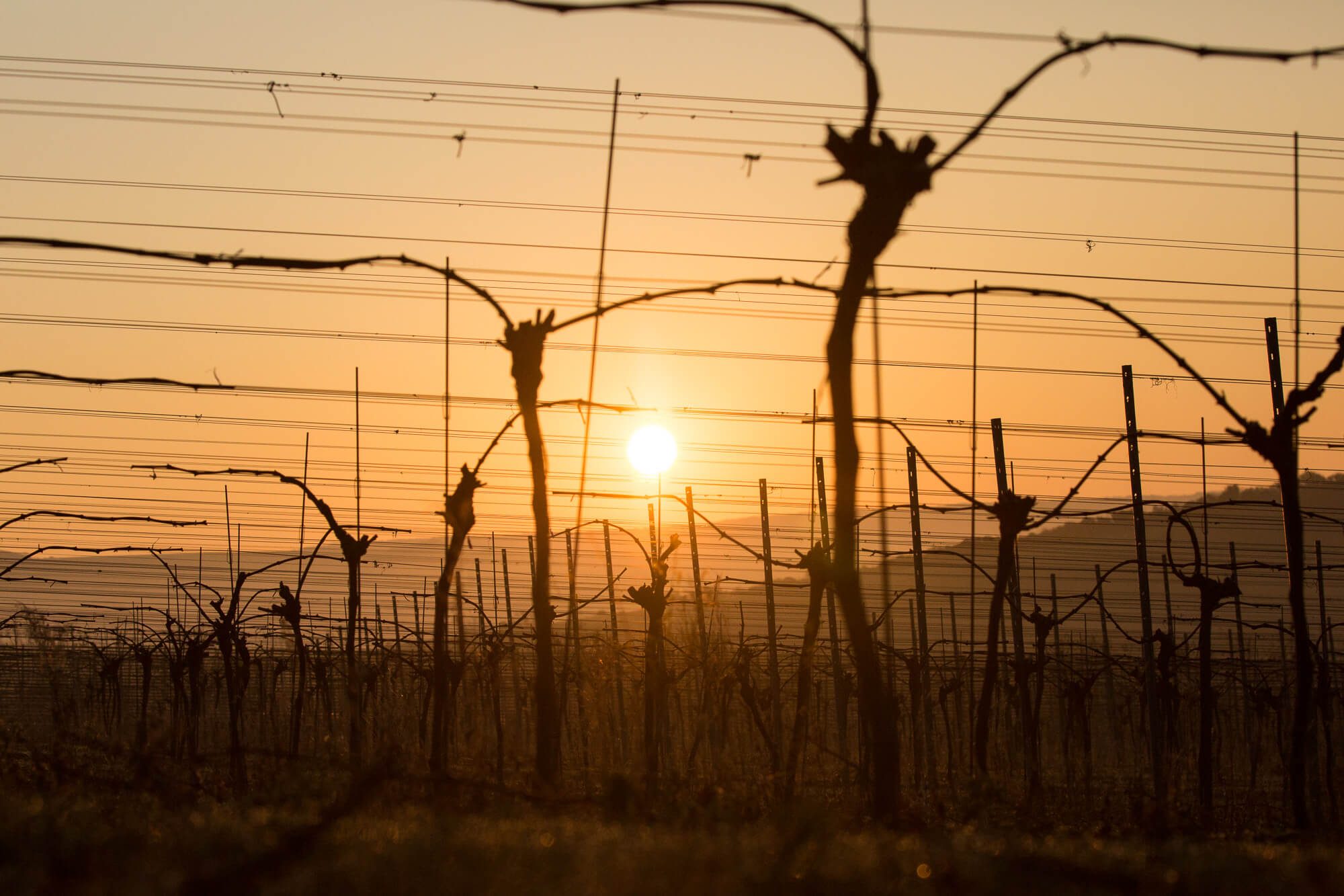 Vines and Sun