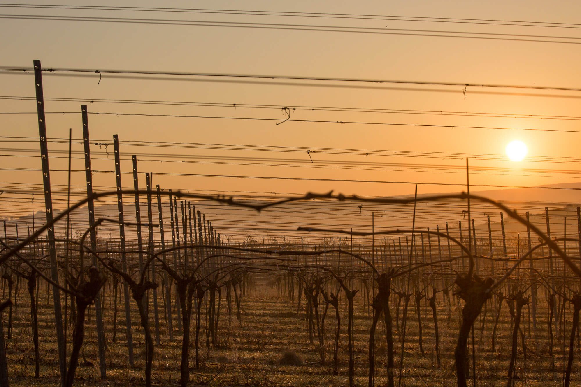 Vines