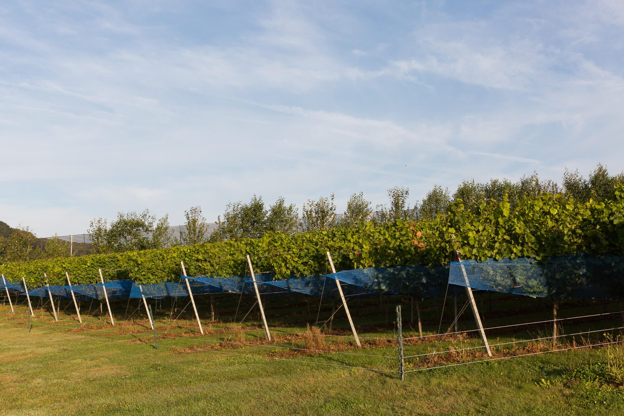 Vines in Netting