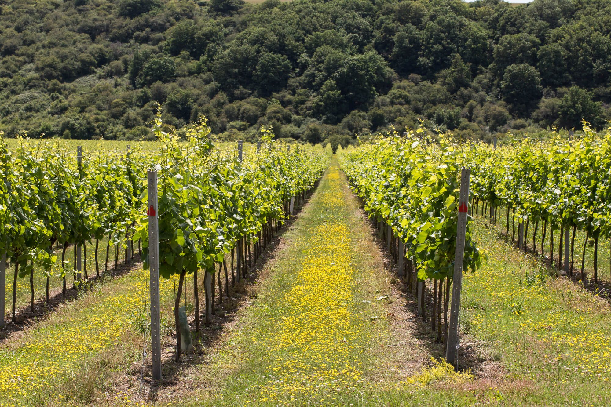 Vines on a Bank