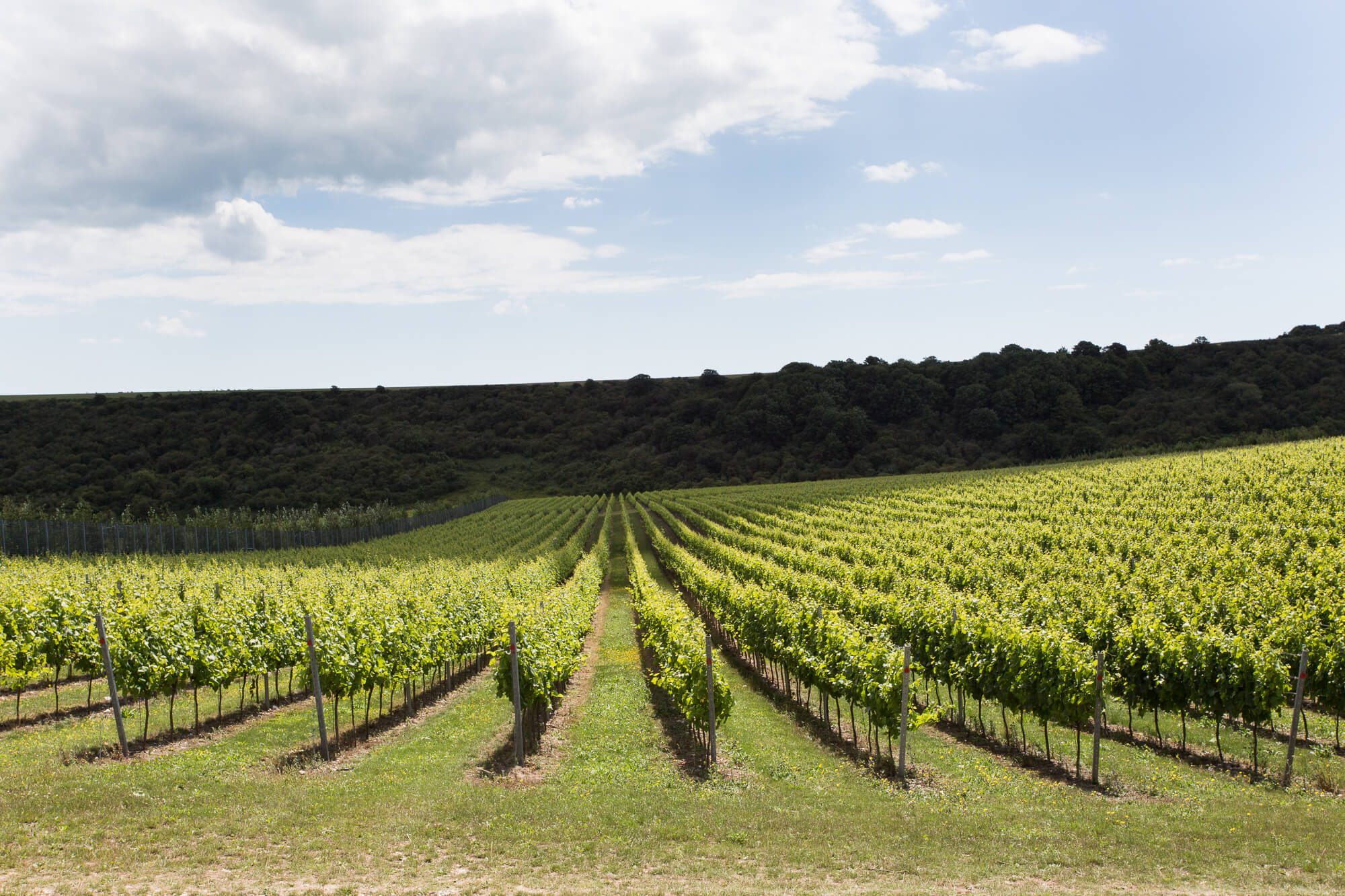 Vineyard