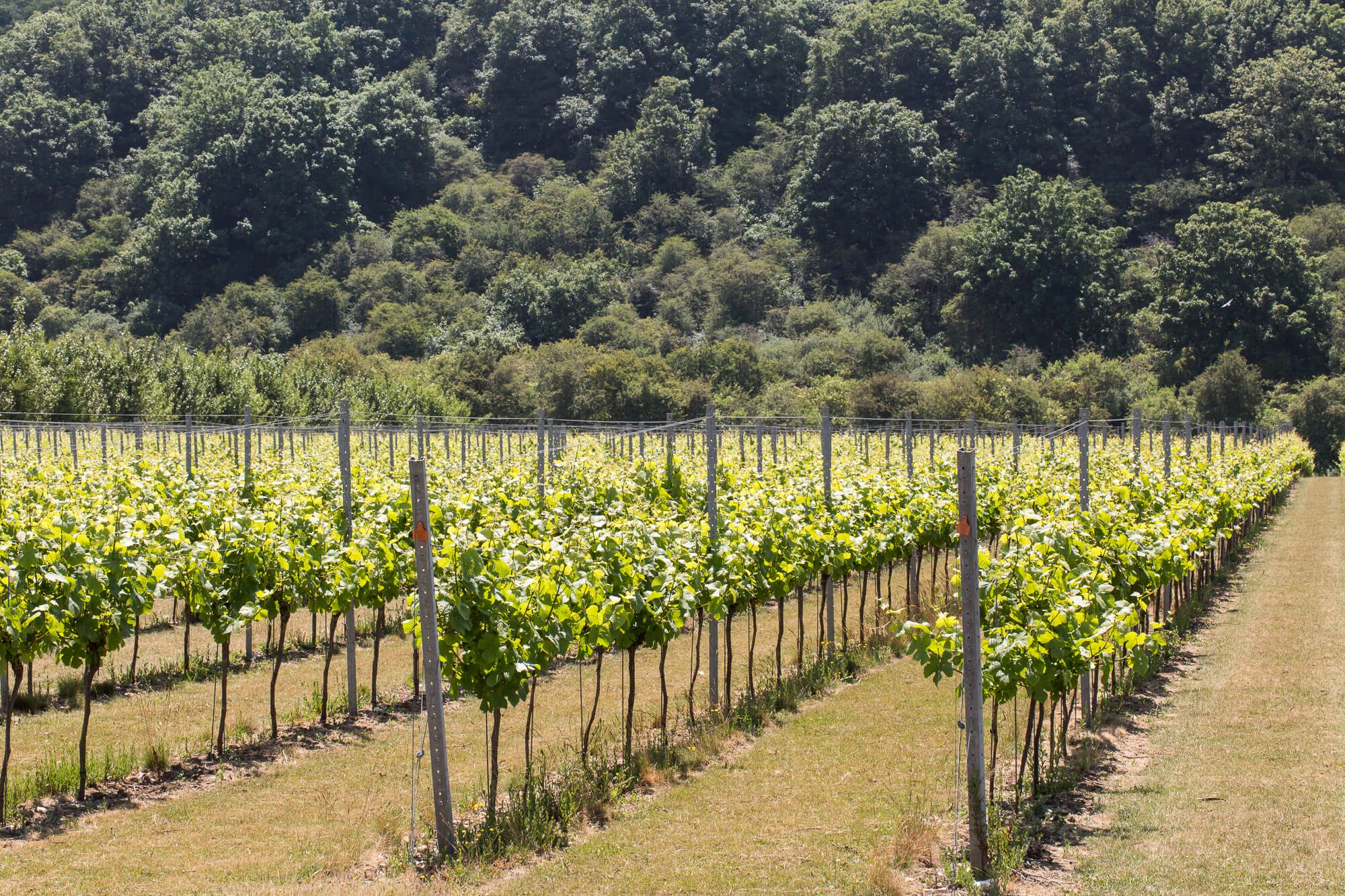 Vineyard June 2020