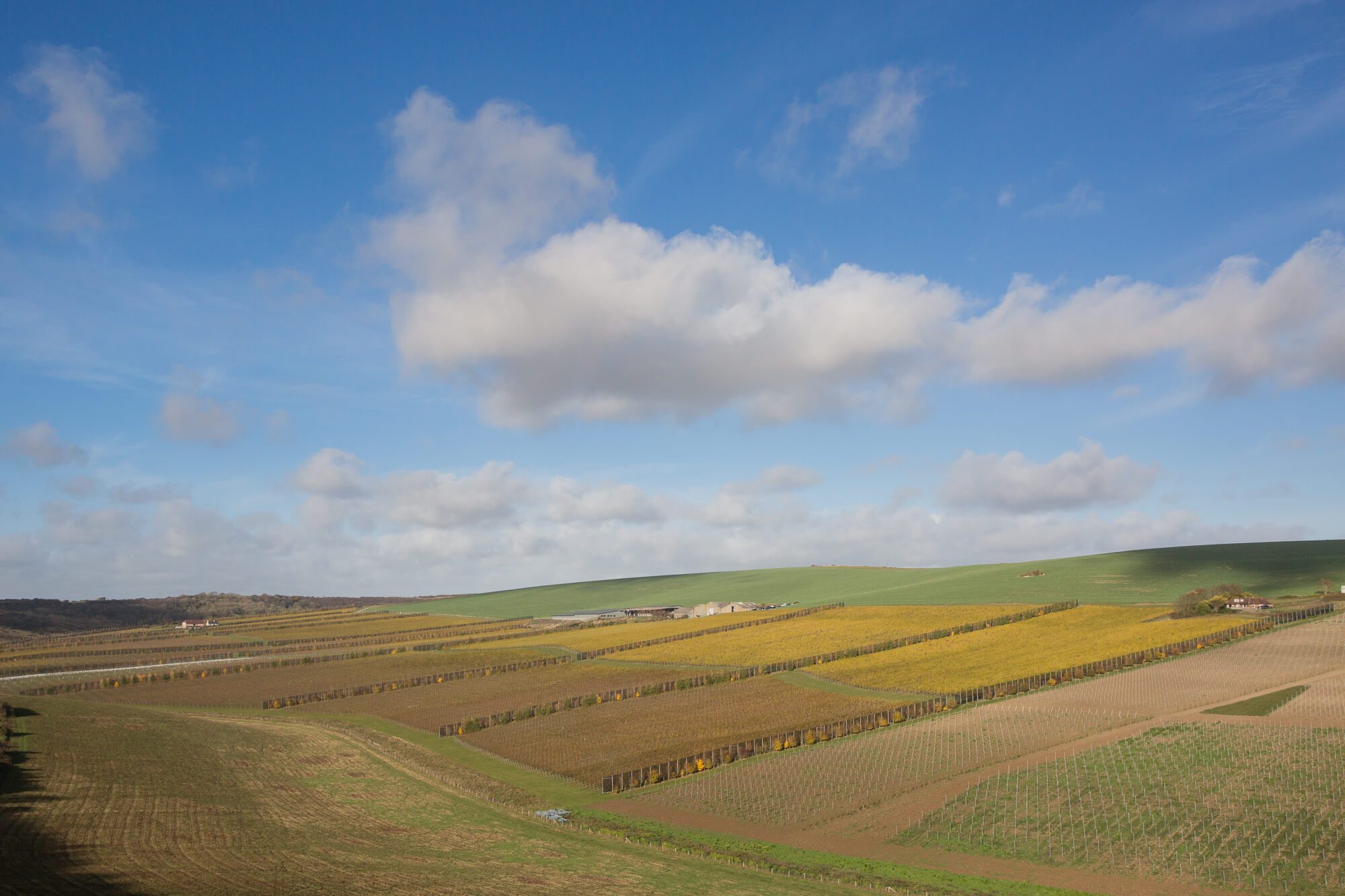 Vineyard Landscape