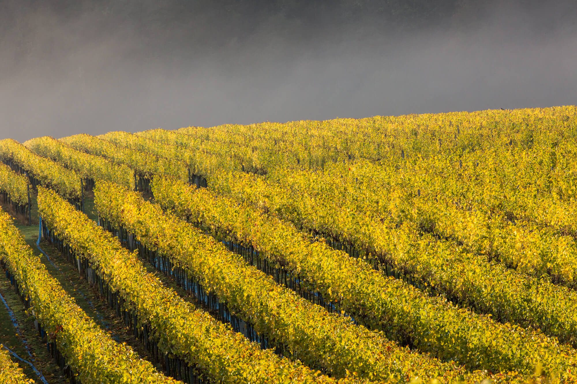 Vineyard Post Harvest