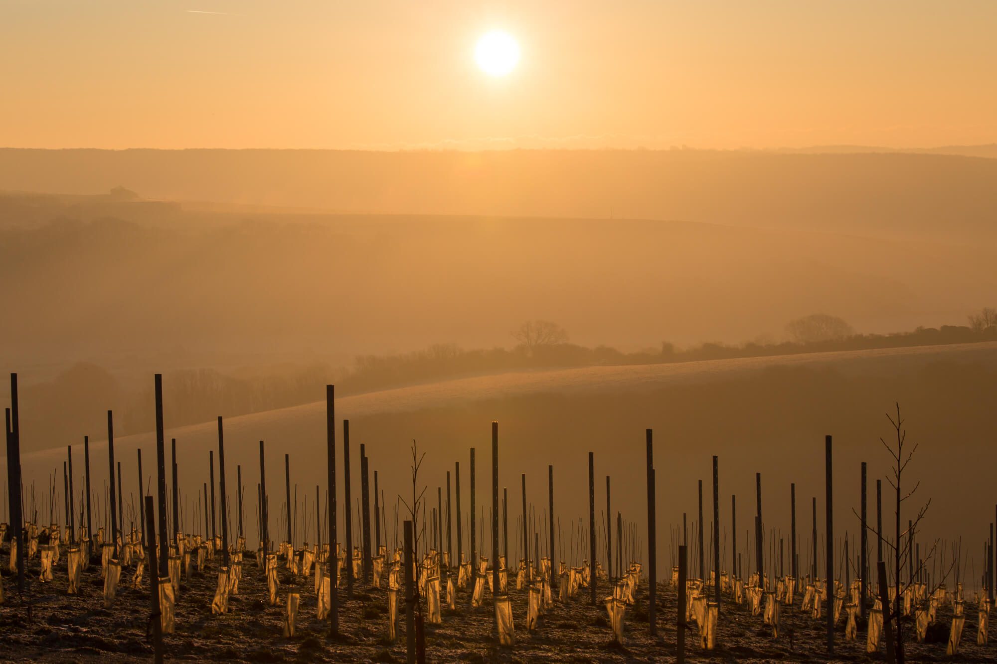 Vineyard Sunrise