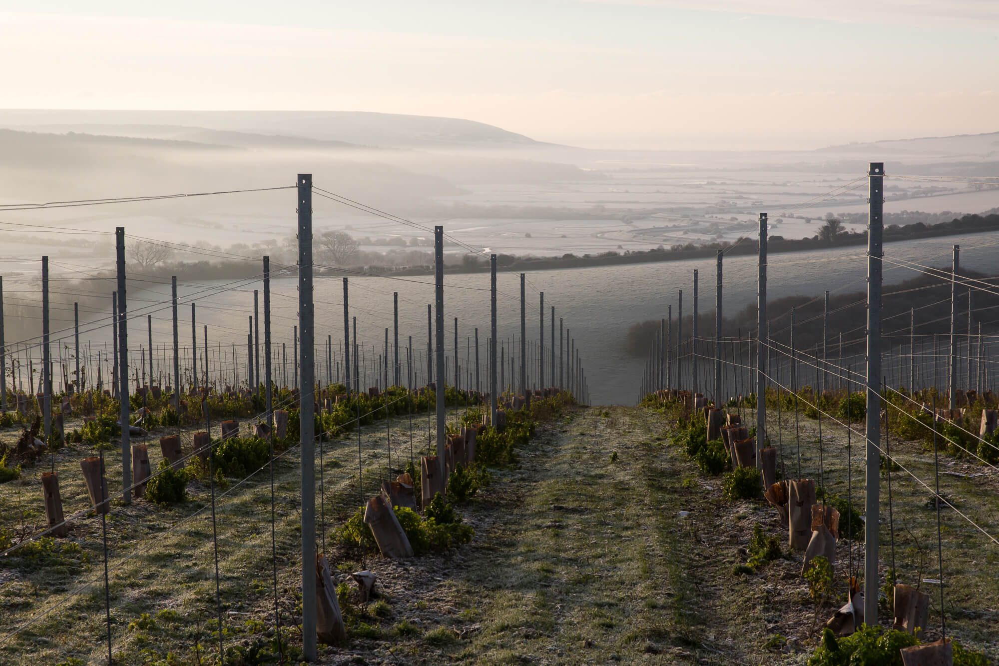 Winter Vineyard Views