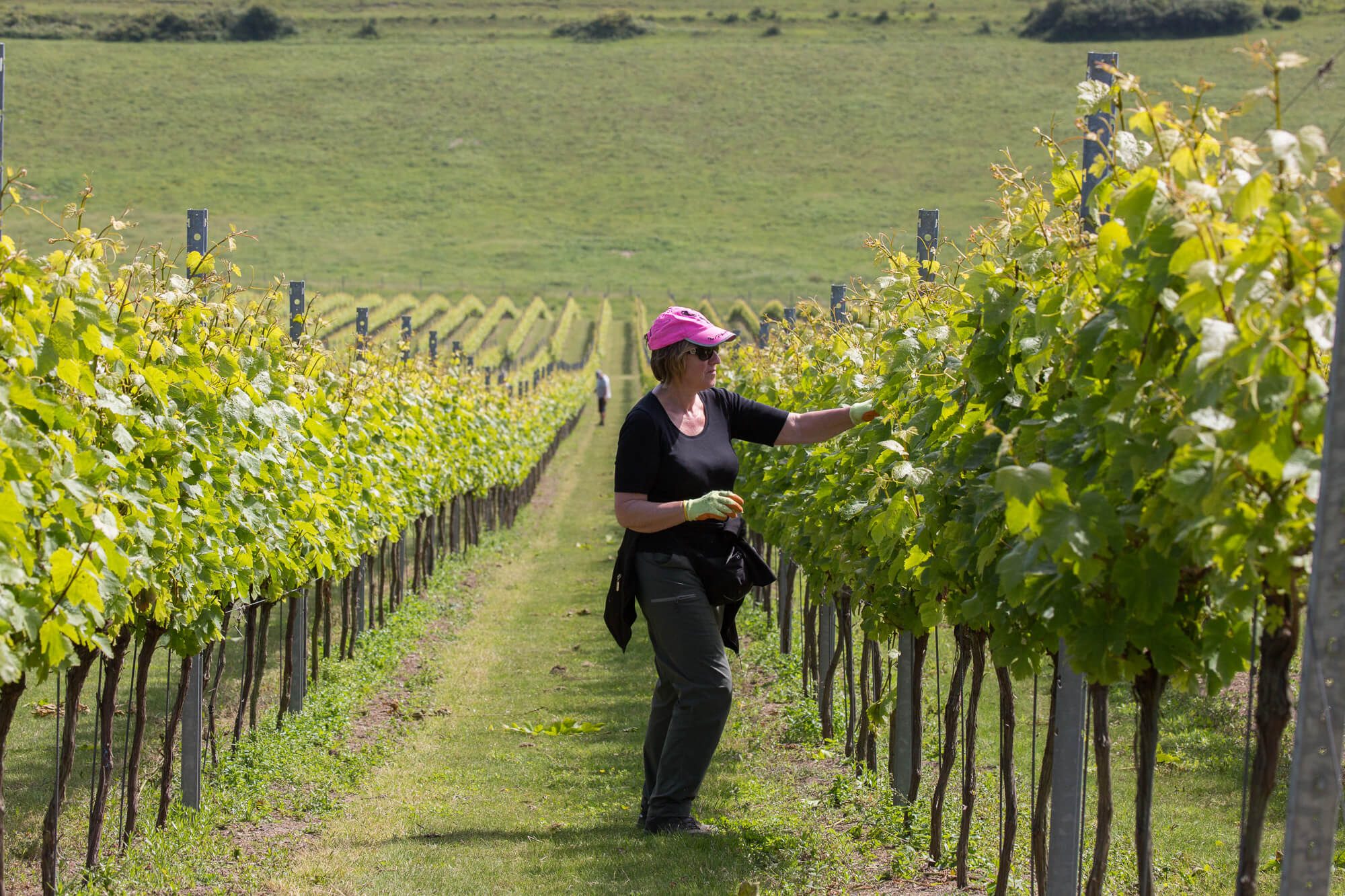 Vineyard Worker