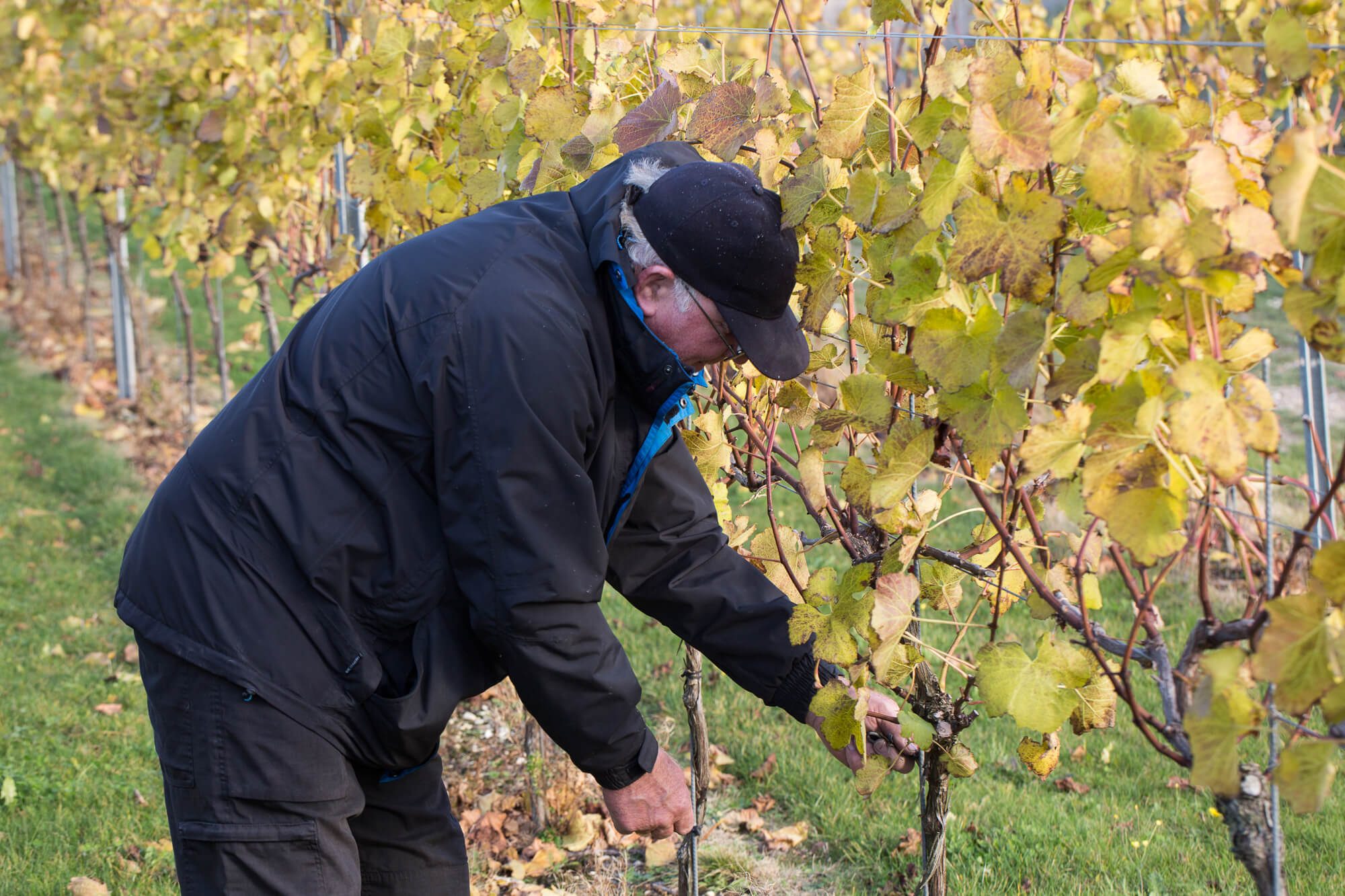 Vineyard Worker