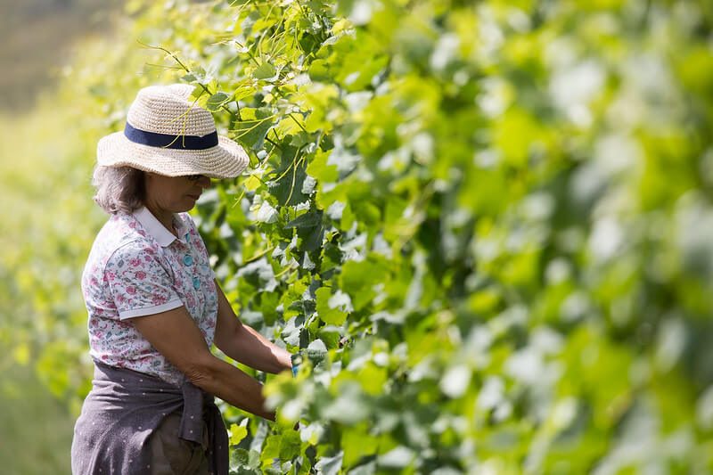 Vineyard Worker Removing Leaves