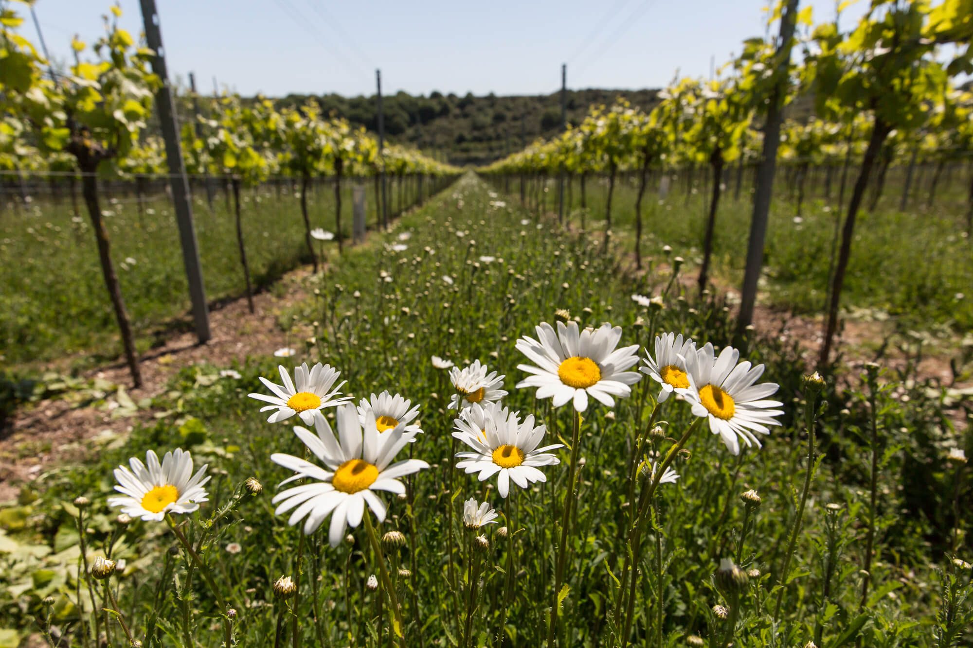Daisies