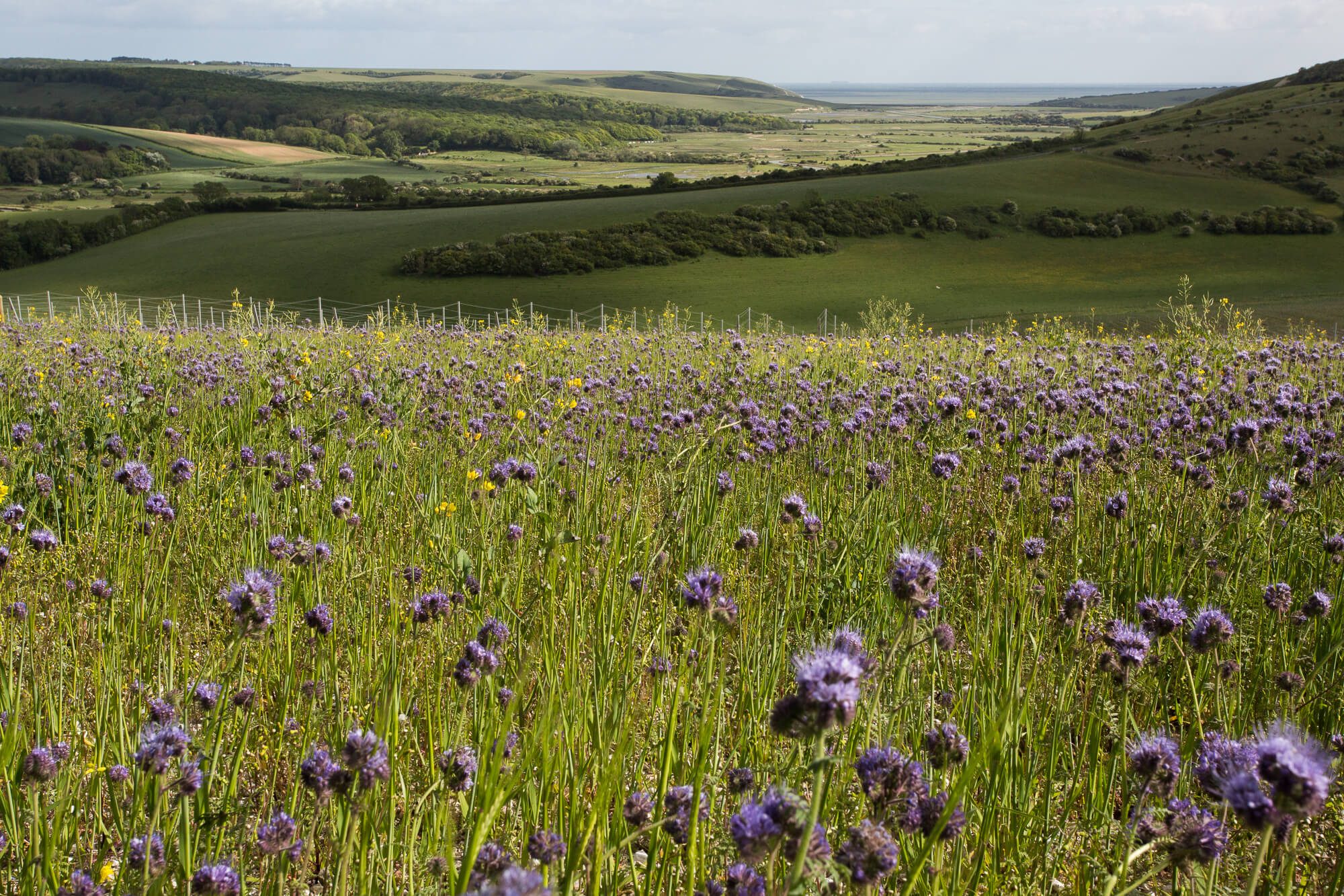 Wild Meadow