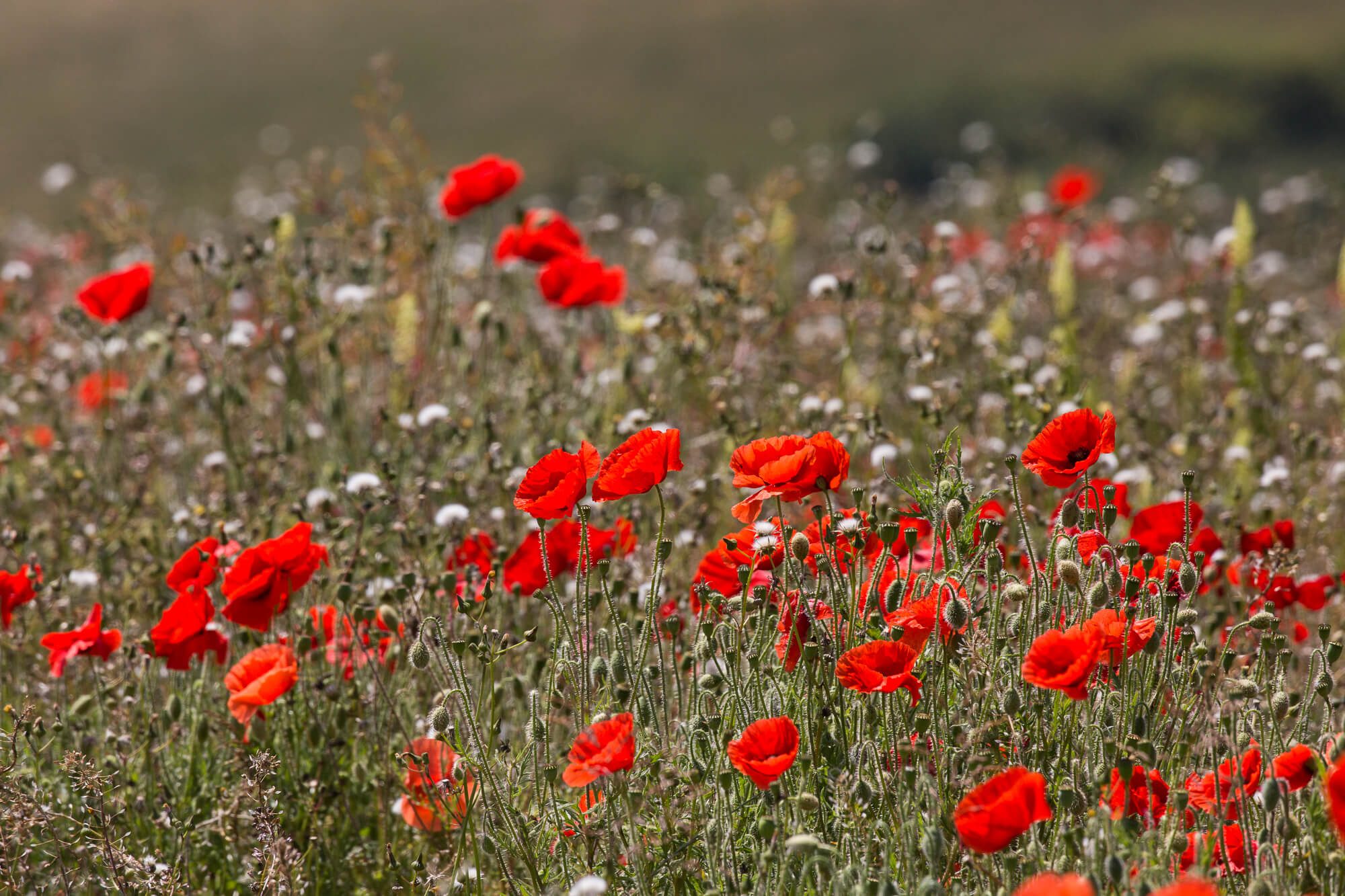 Wild Poppy Field