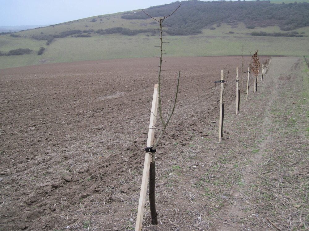 windbreak