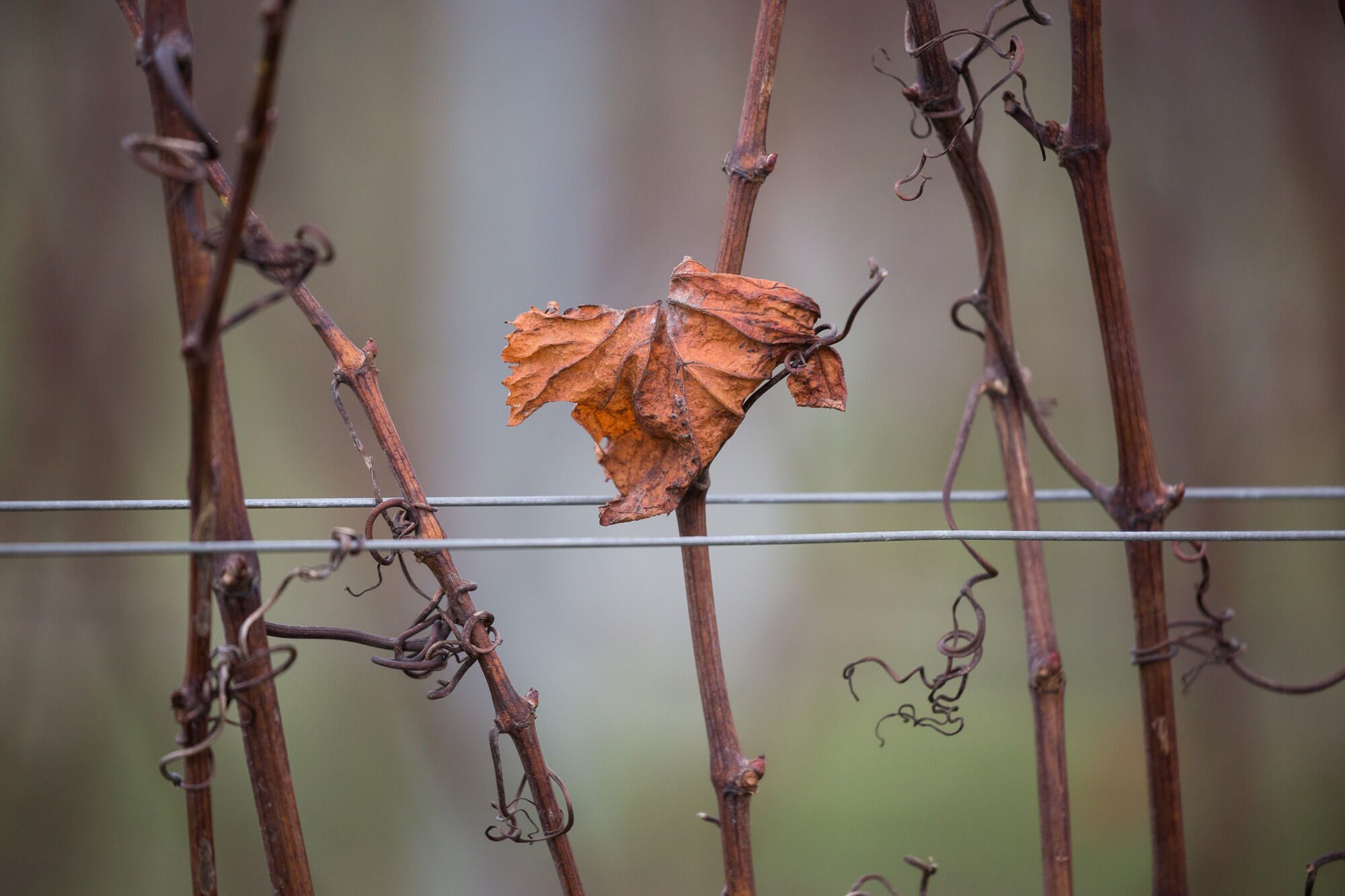 Winter Leaf