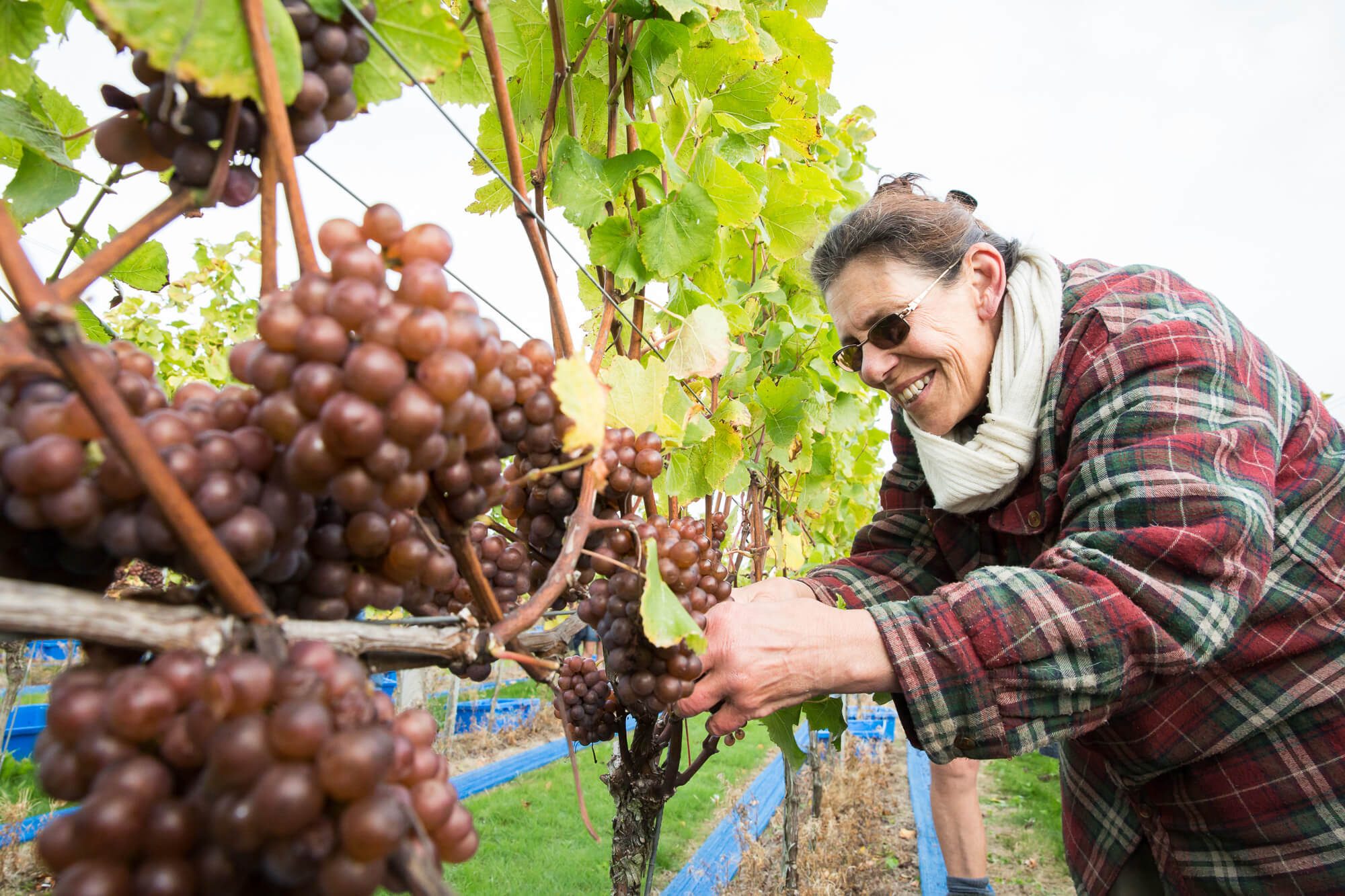 Woman picking grapes