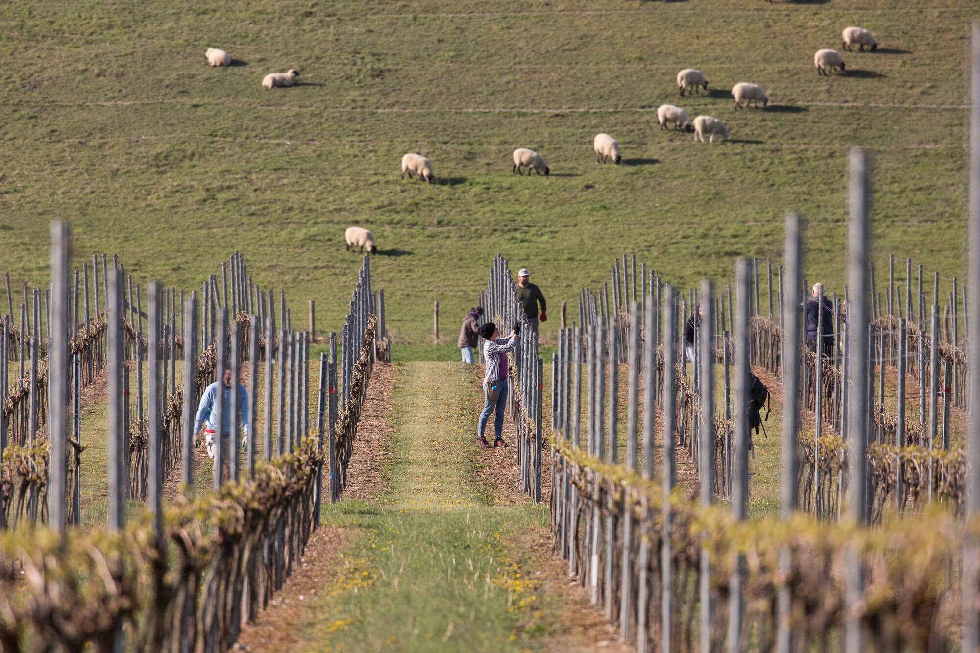 Working on the Vineyard