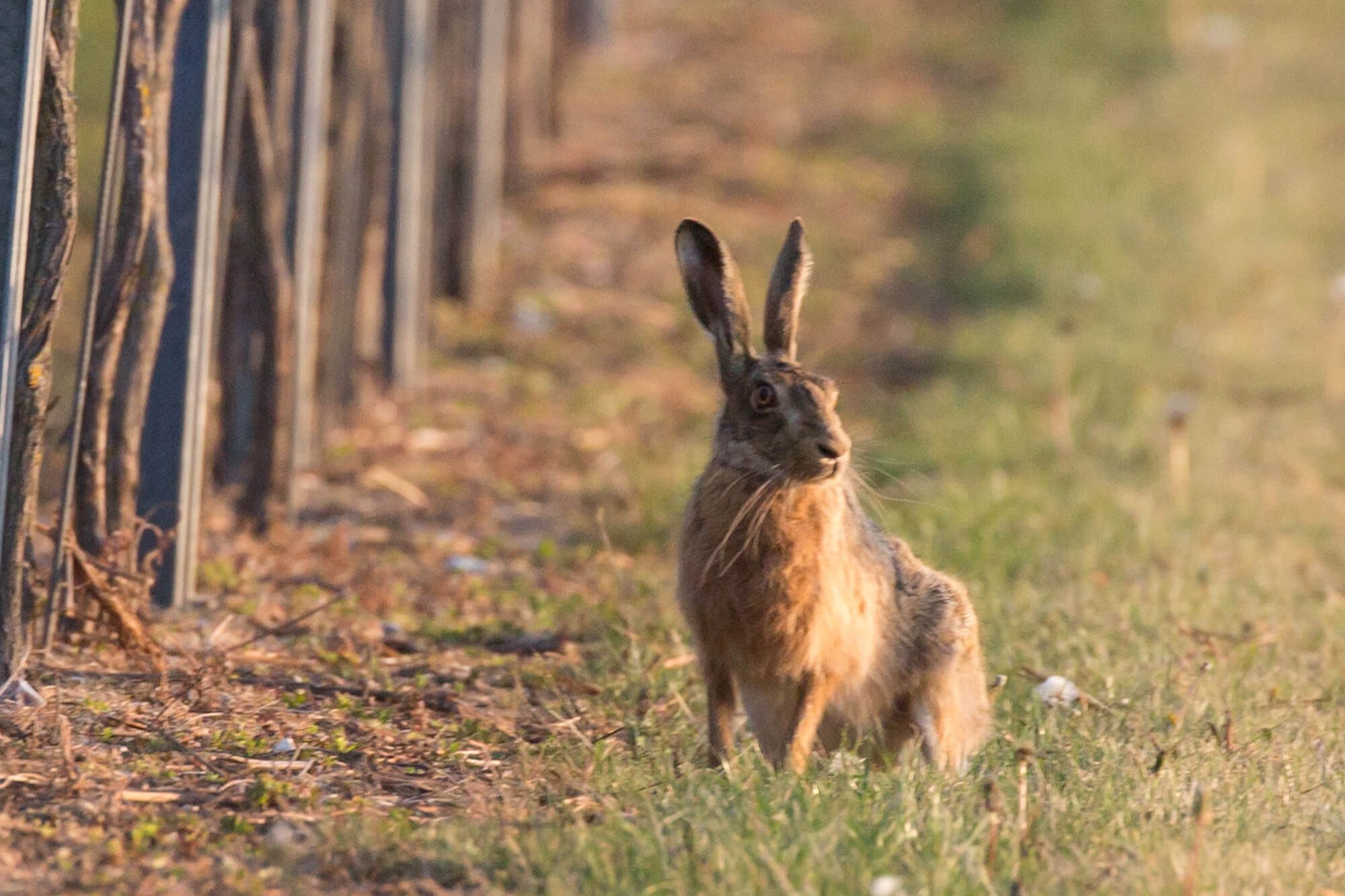 hare