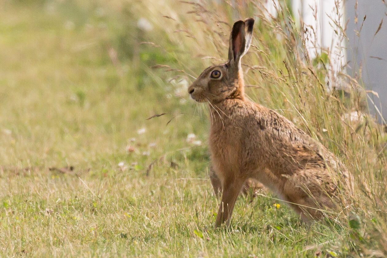 hare