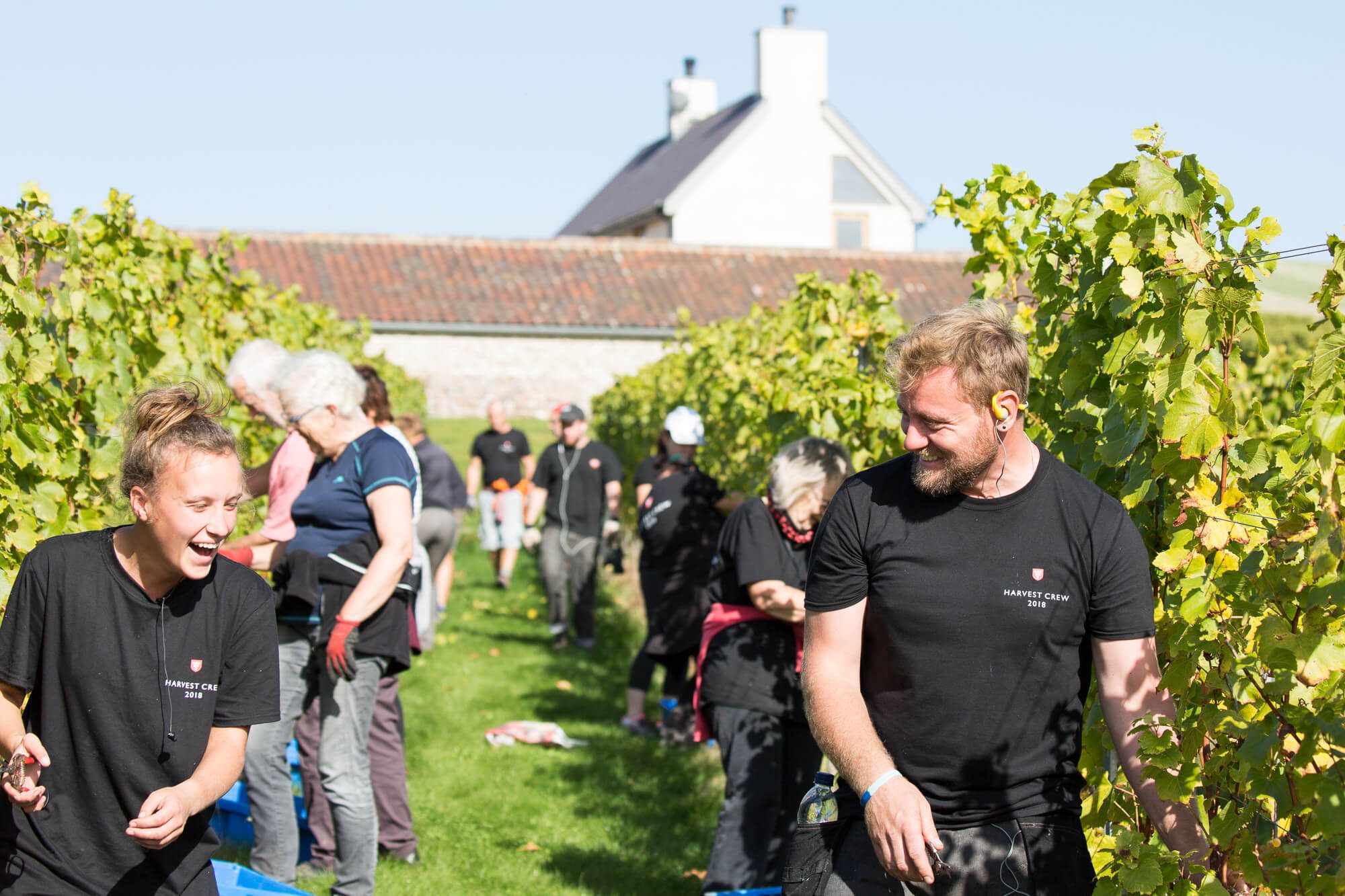 Rathfinny harvest 2018