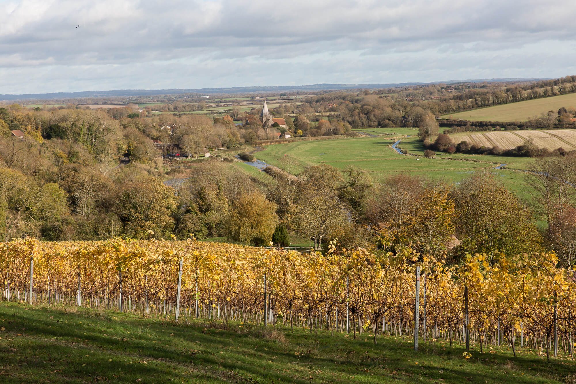 Alfiston Rathfinny Vineyard