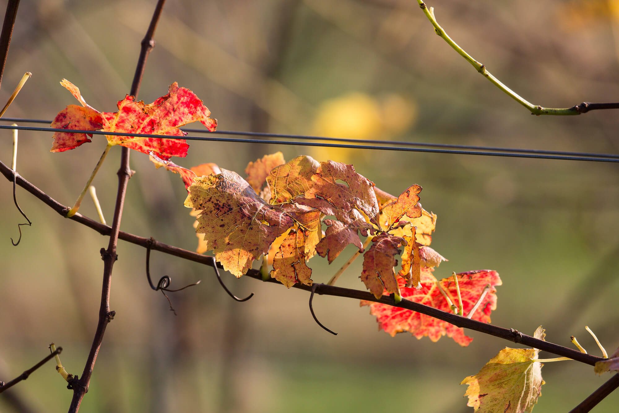 Autumn Leaves Rathfinny Vineyard