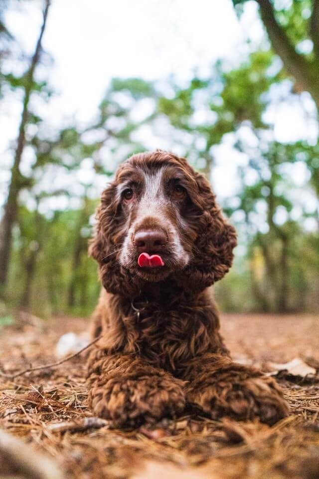 Dog in a Forest