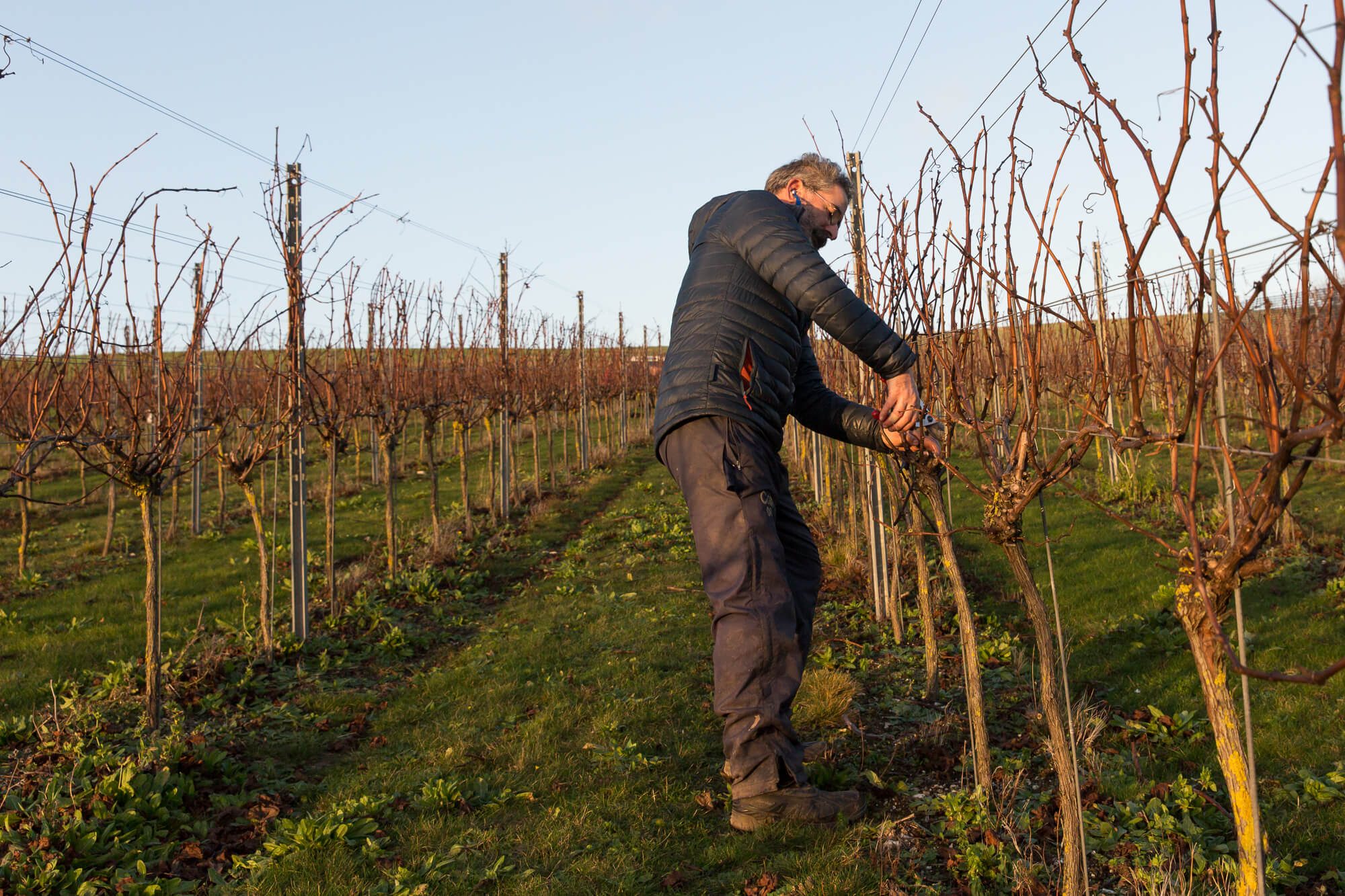 Man Pruning