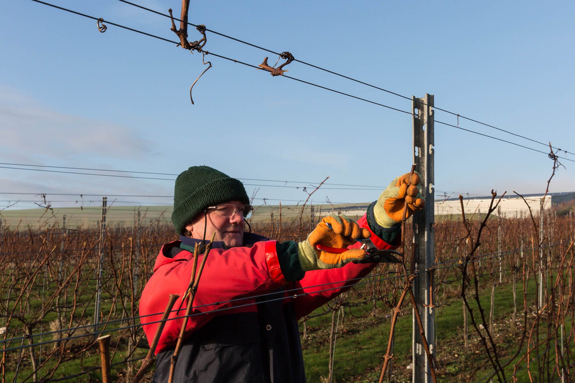 Man pruning