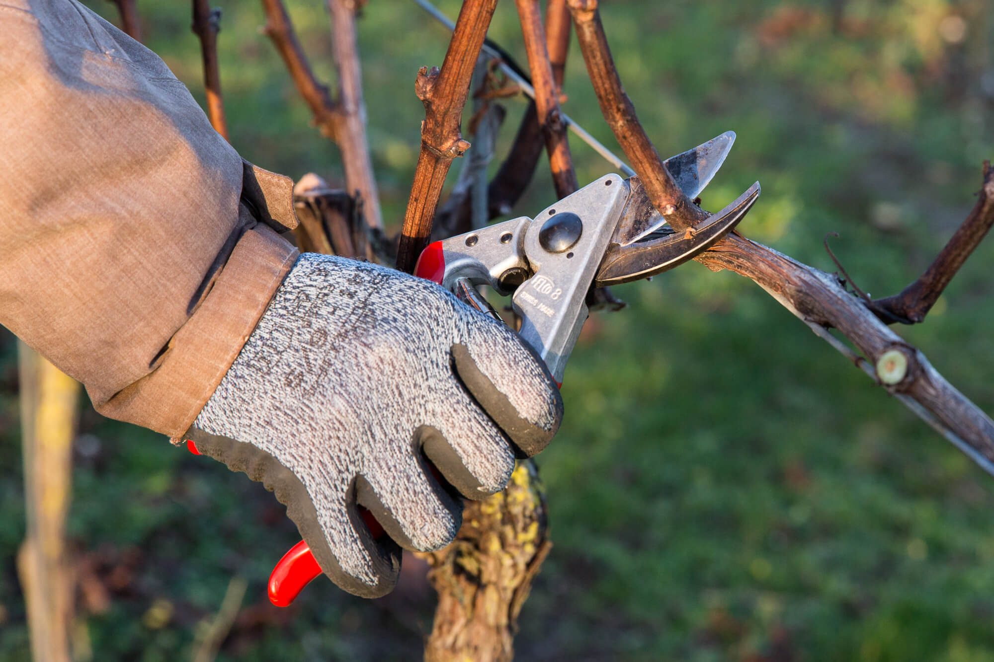 Pruning