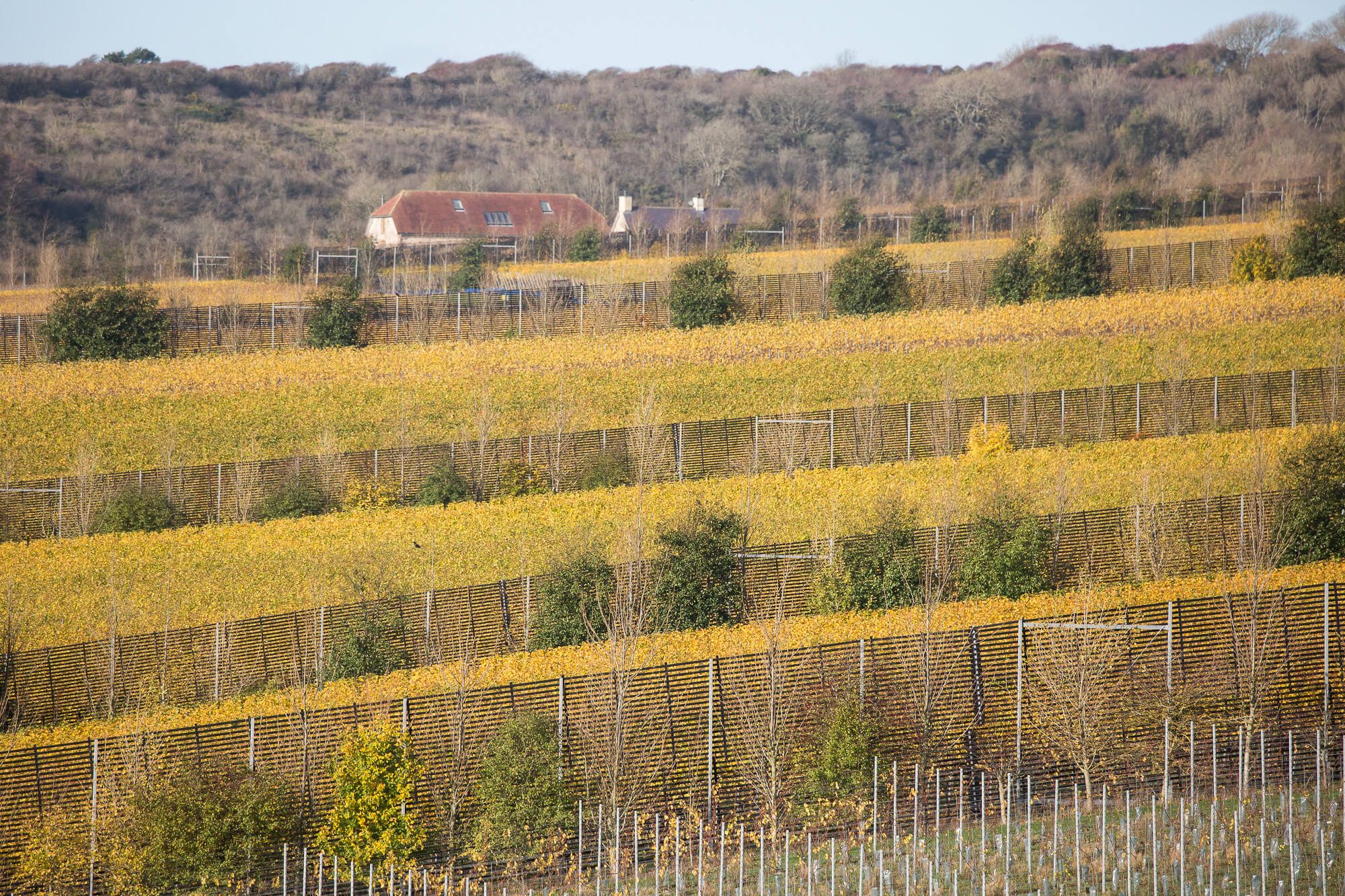 Rathfinny Flint Barns November 2020