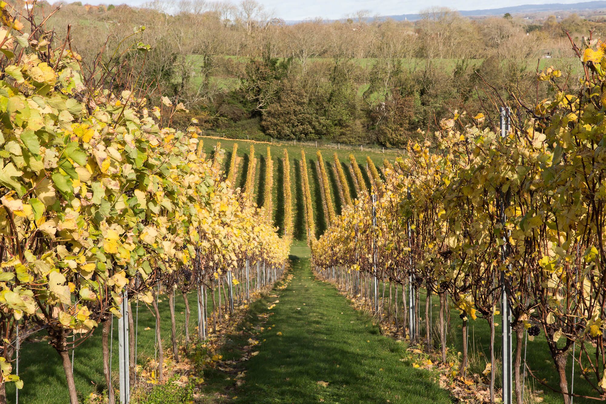 Rathfinny Vineyard November 2020