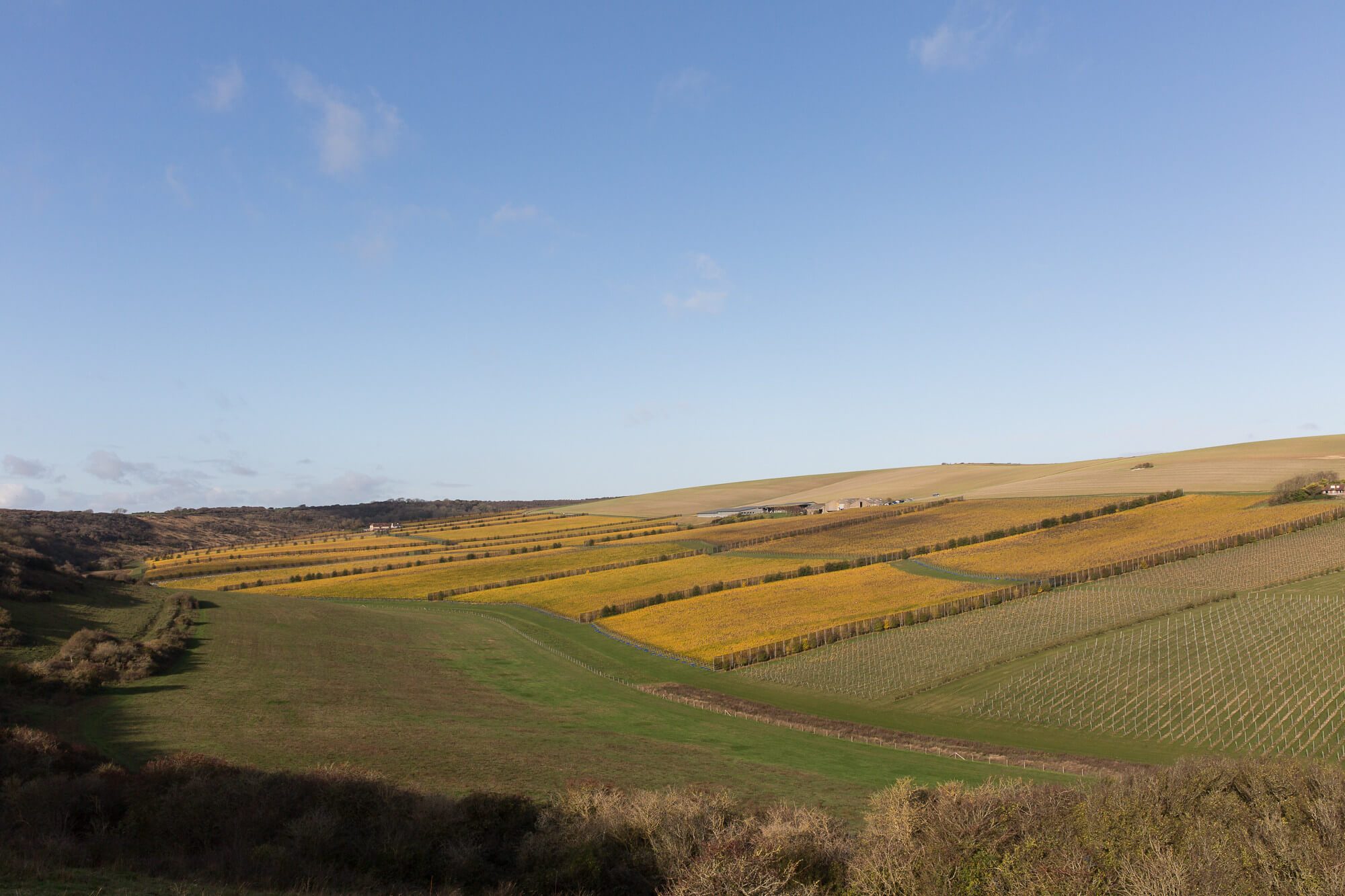 Rathfinny Vineyard Sunlight