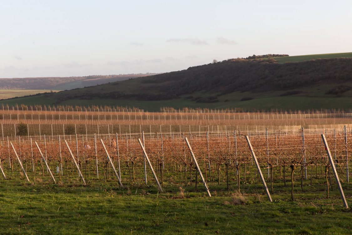 Sunrise on the Vineyard