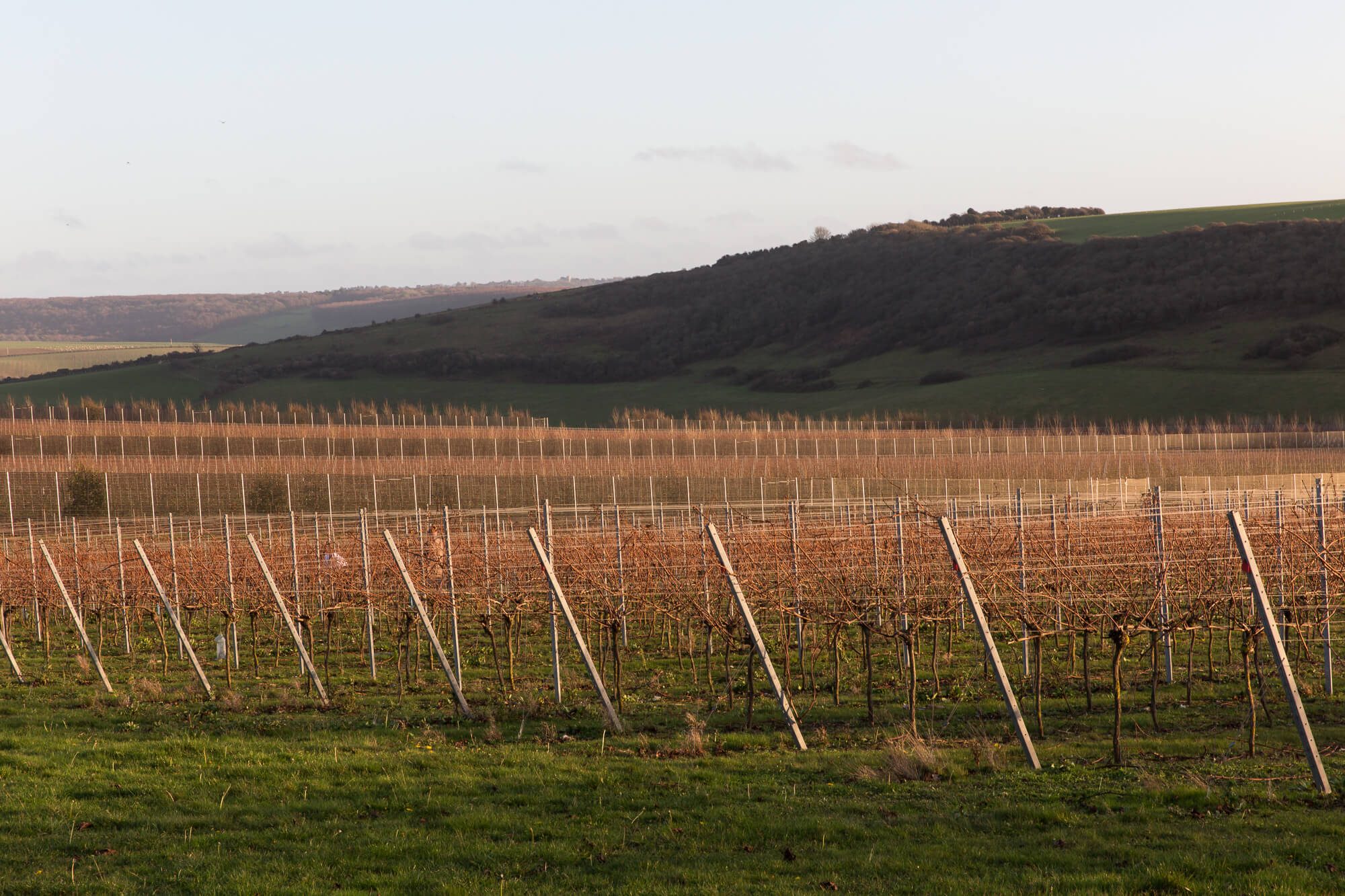 Sunrise on the Vineyard