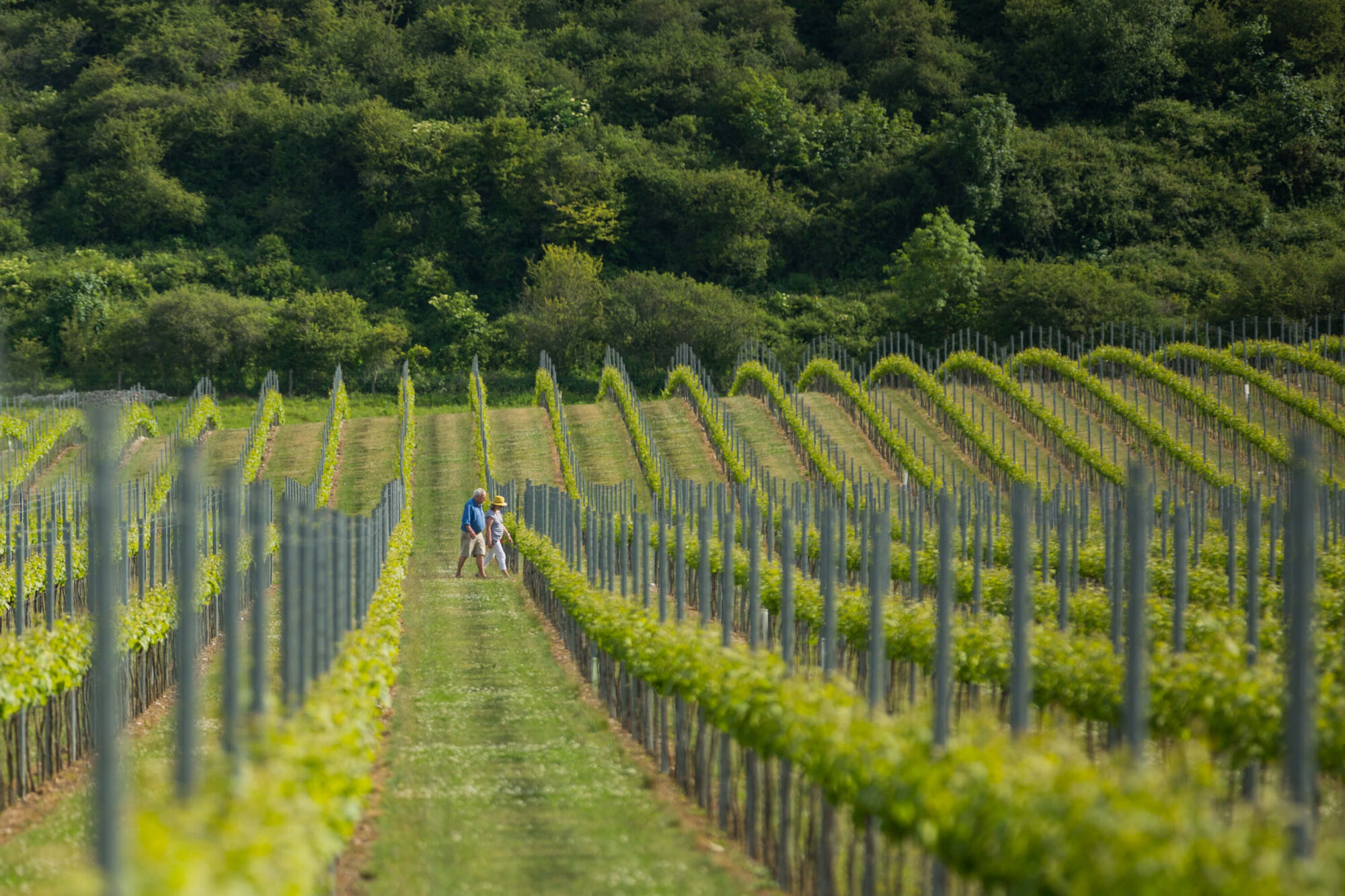 Couple walking through the Vineyard