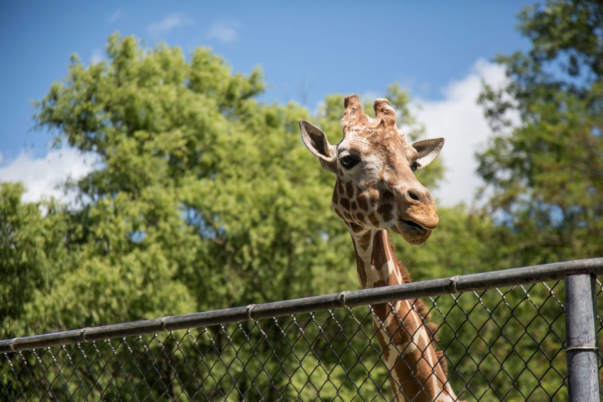 Giraffe