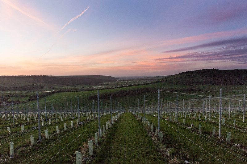 Morning sunrise on the vineyard