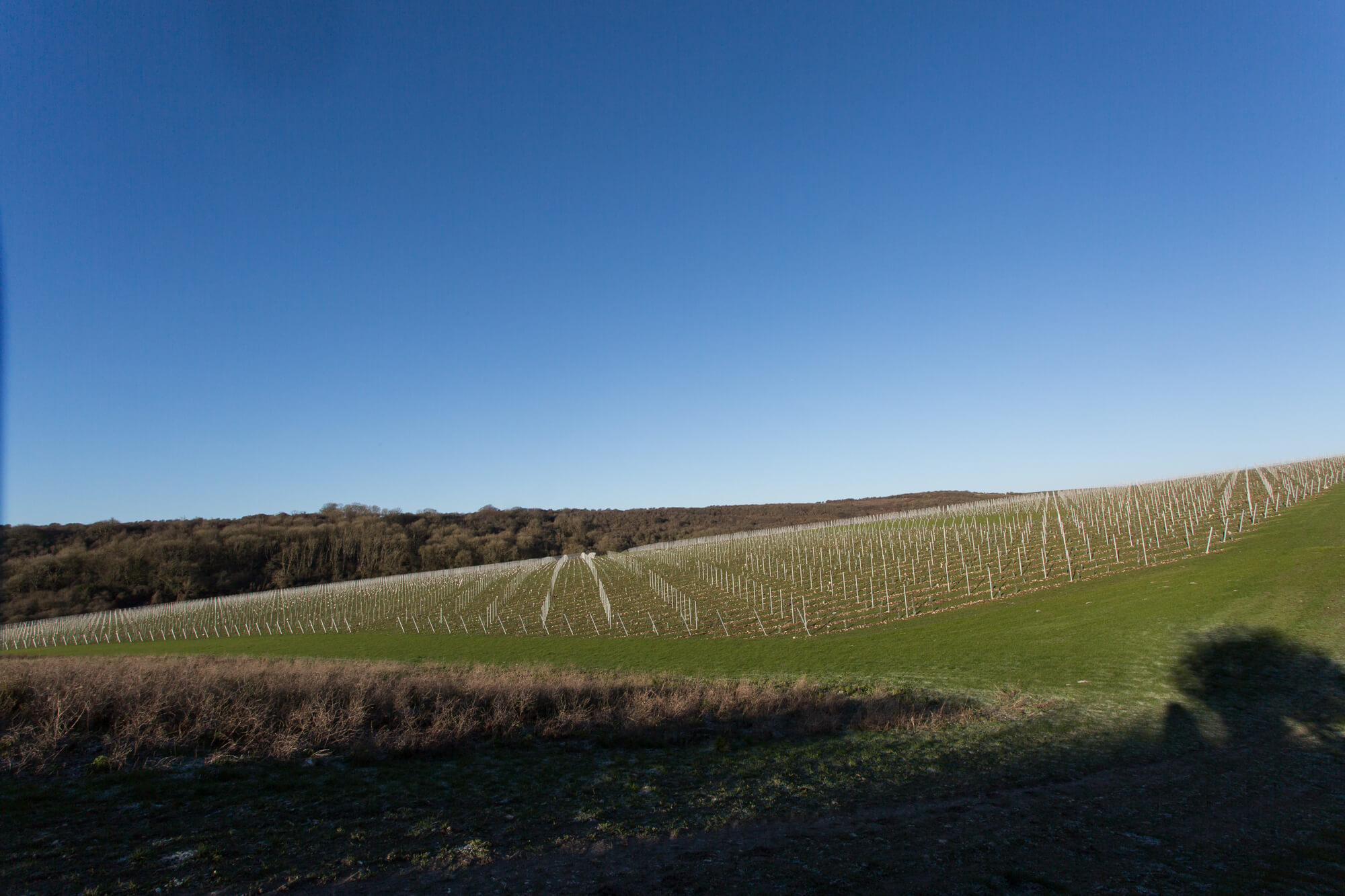 Blue Sky Over the Vineyard