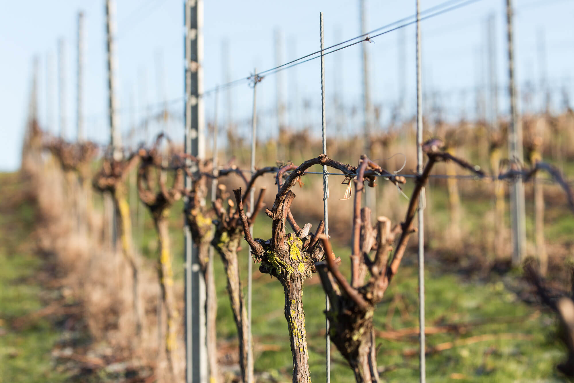 January vines