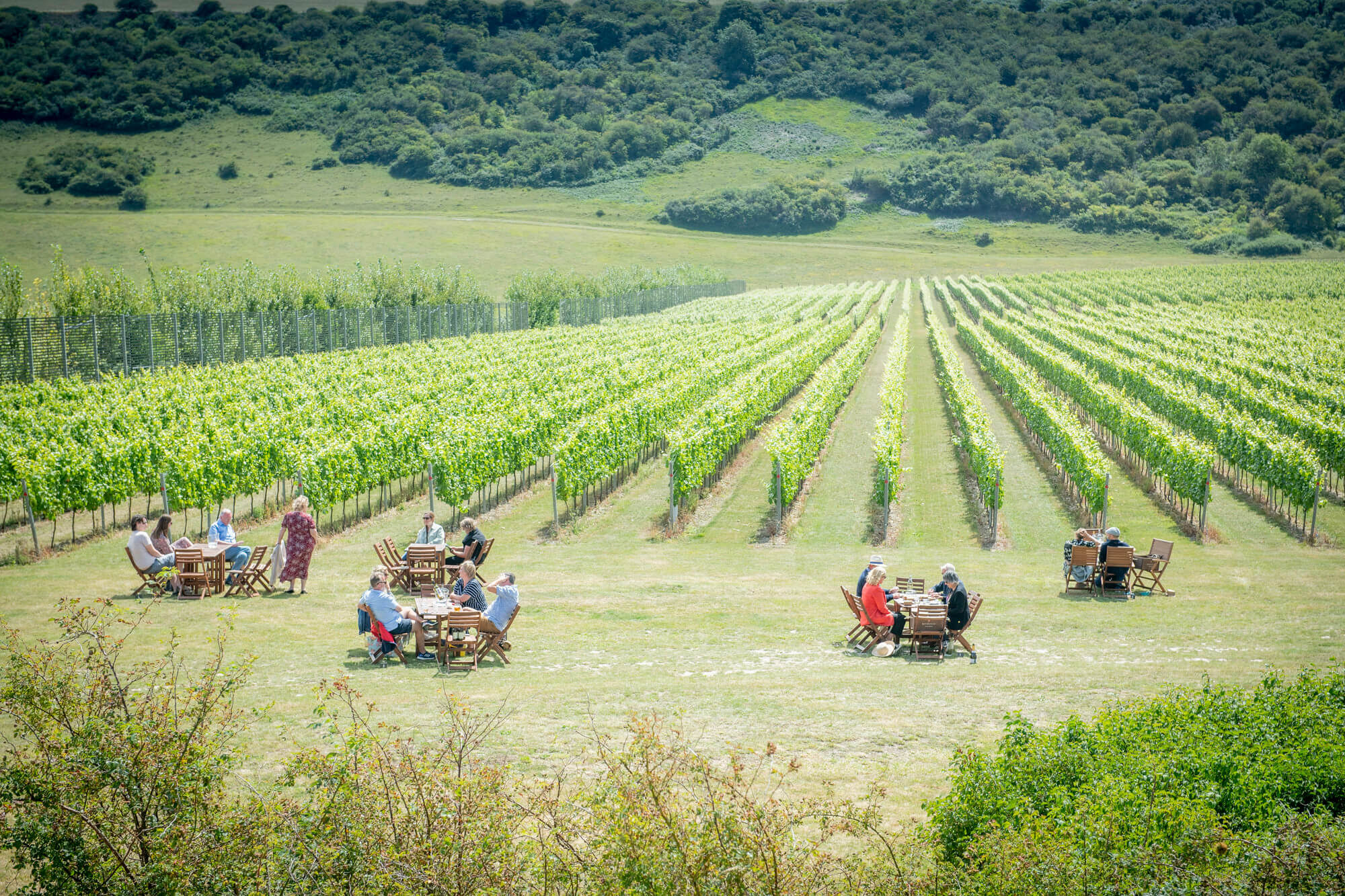 Vineyard Picnic
