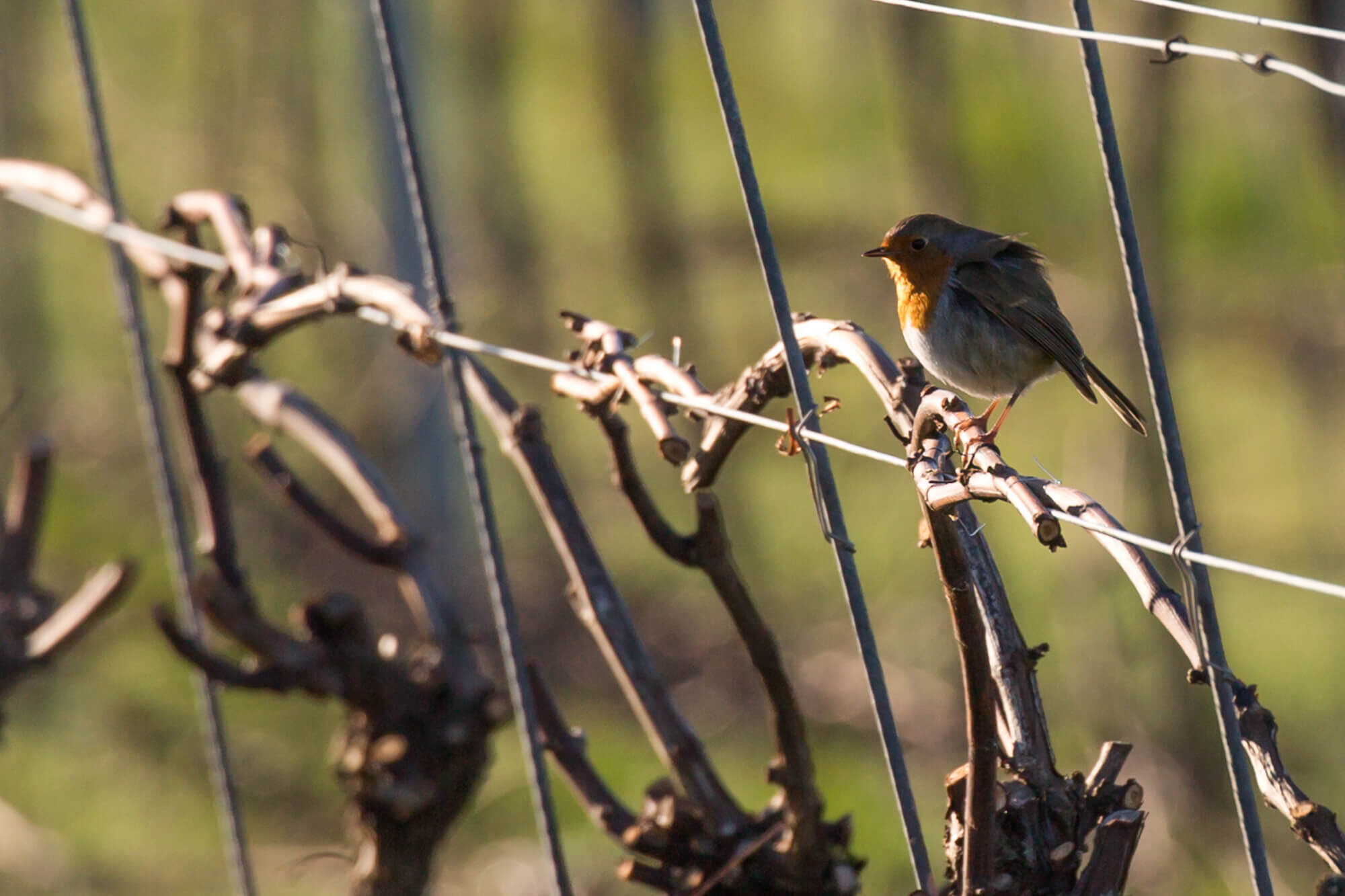 Robin on the Vines