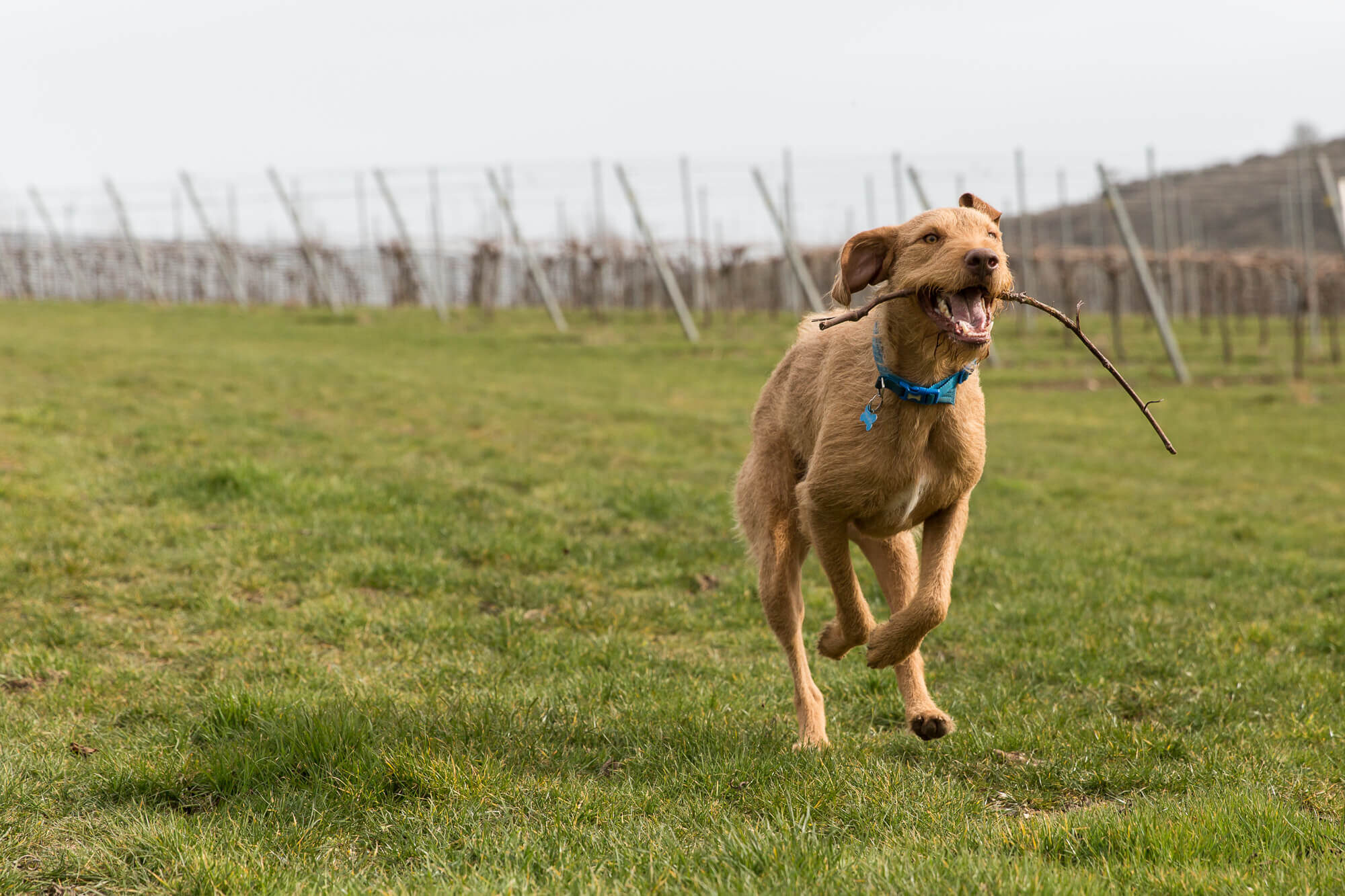 Dog Running in a Vineyard